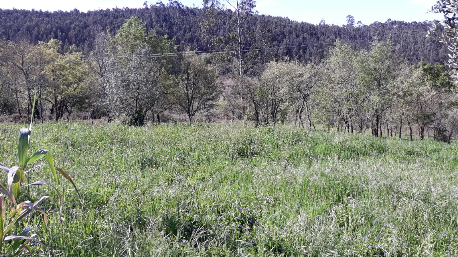 Terreno · Pombal — imagen 7