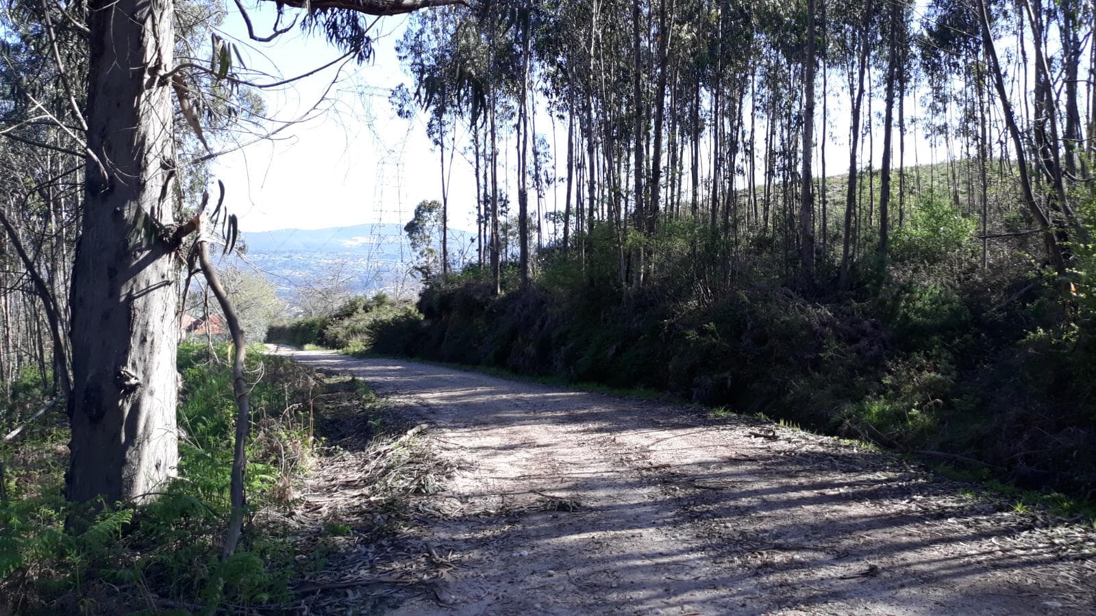 Terreno · Pombal — imagen 3