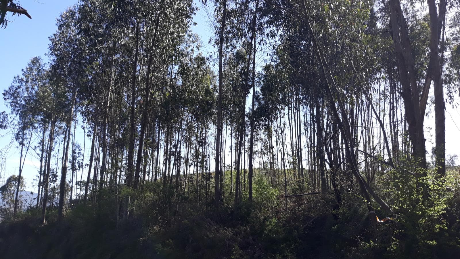 Terreno · Pombal — imagen 4