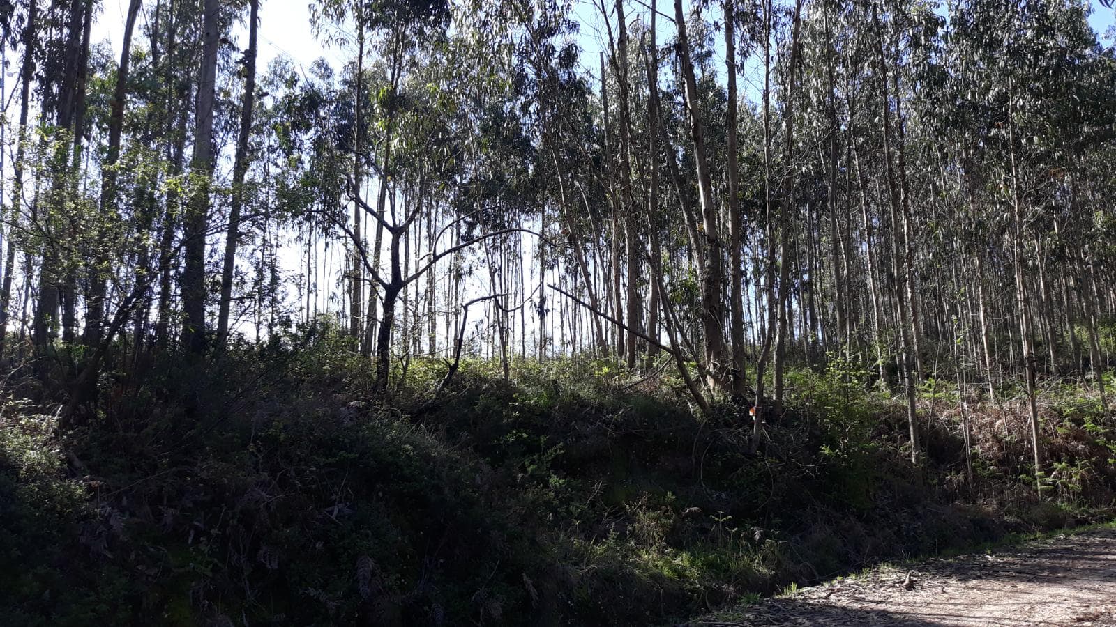 Terreno · Pombal — imagen 2
