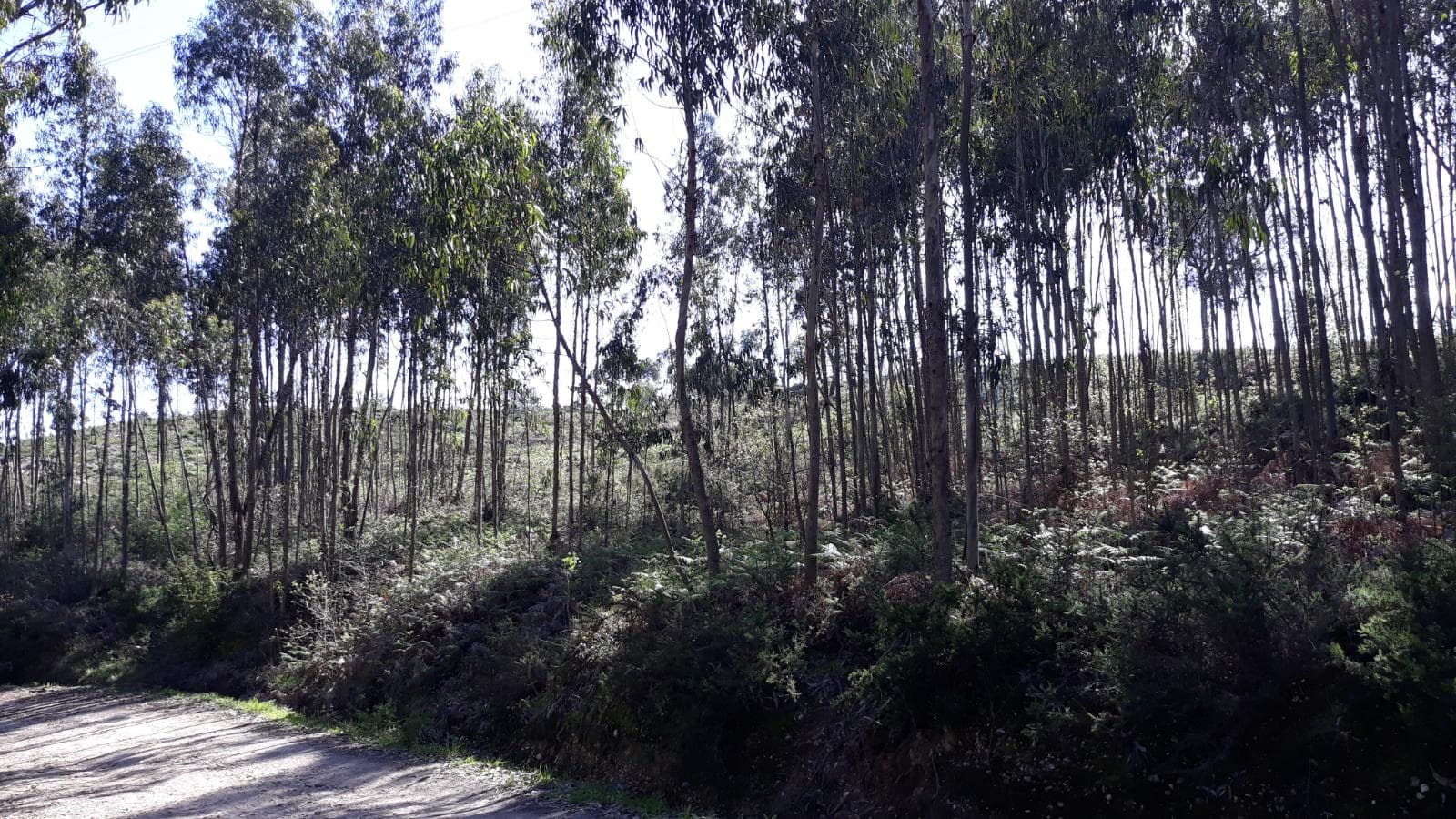 Terreno · Pombal — imagen 6