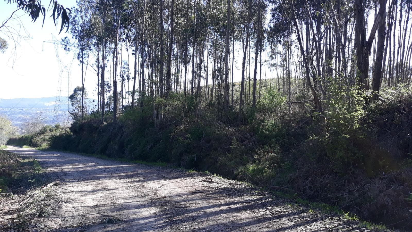 Terreno · Pombal — imagen 5