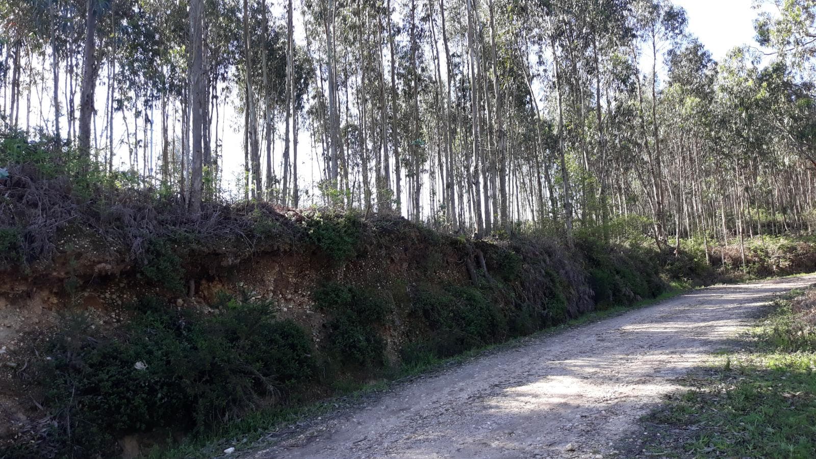 Terreno · Pombal
