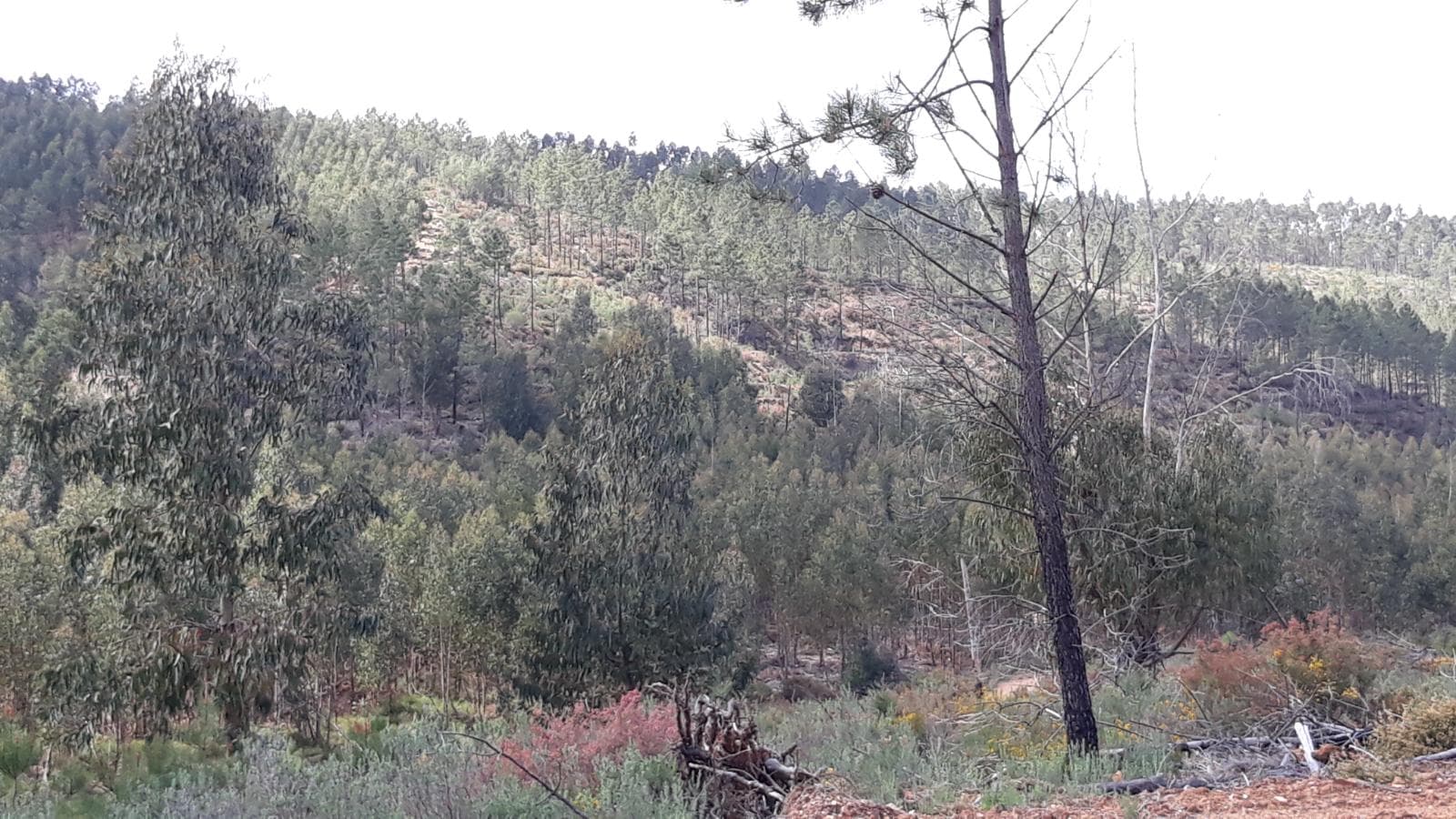 Terreno