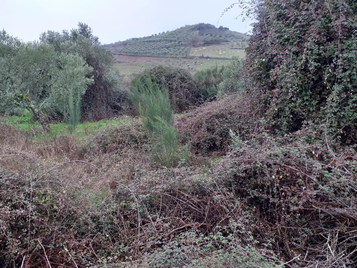 Terreno · Valpaços — imagem 6