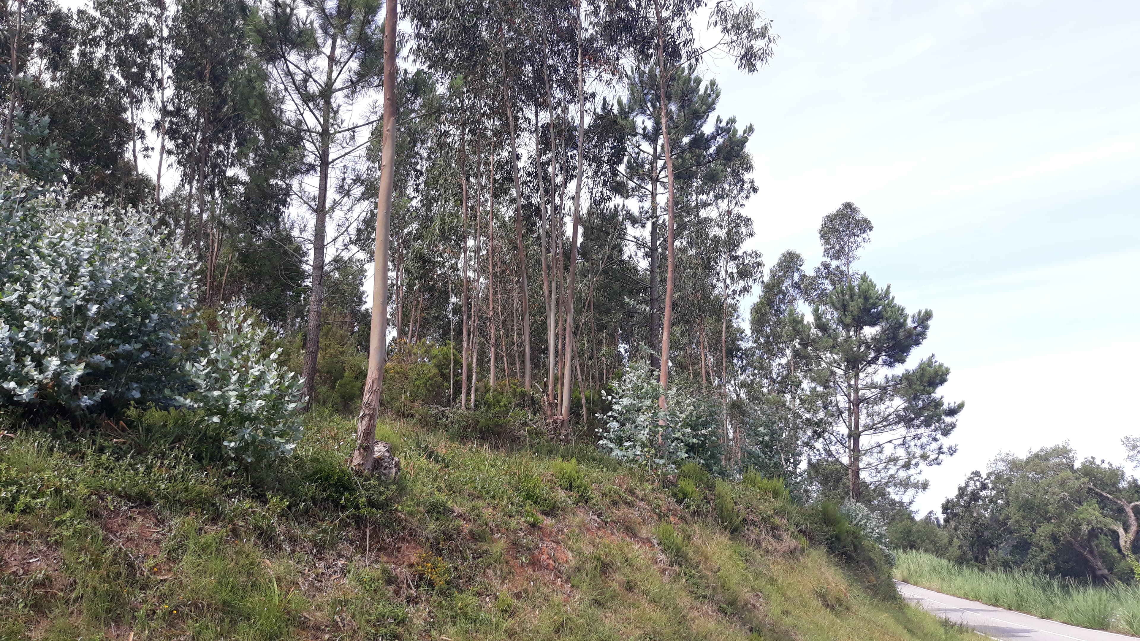 Terreno · Figueira da Foz — imagen 5