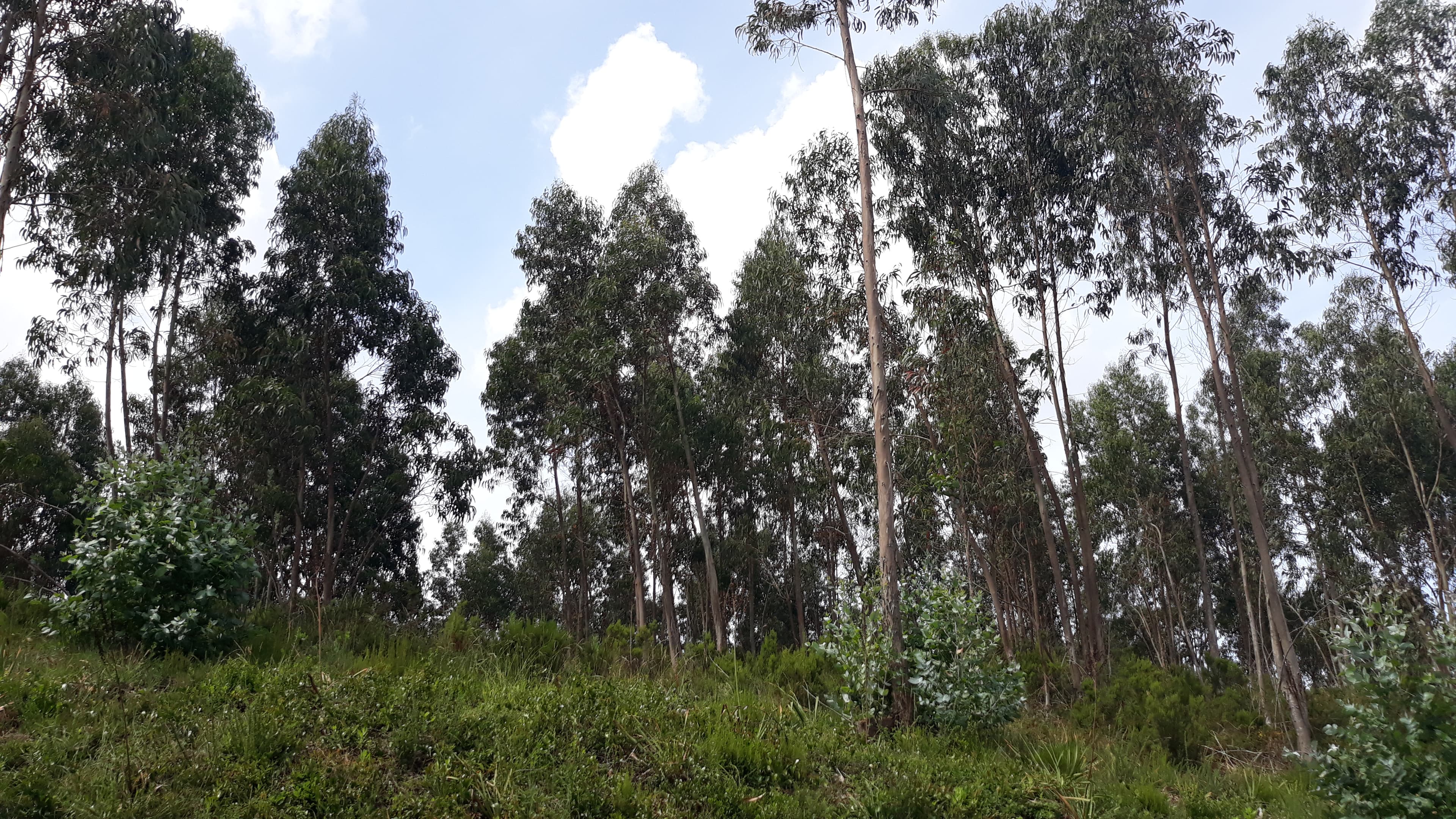 Terreno · Figueira da Foz — imagen 4