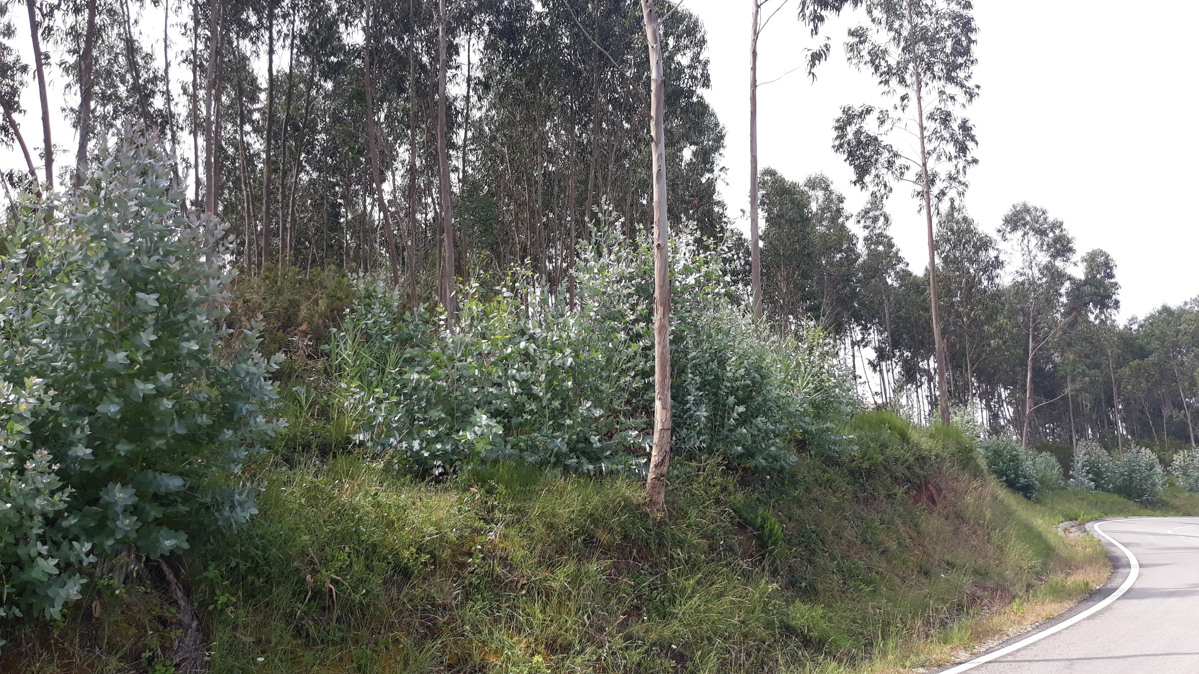 Terreno · Figueira da Foz — imagen 8