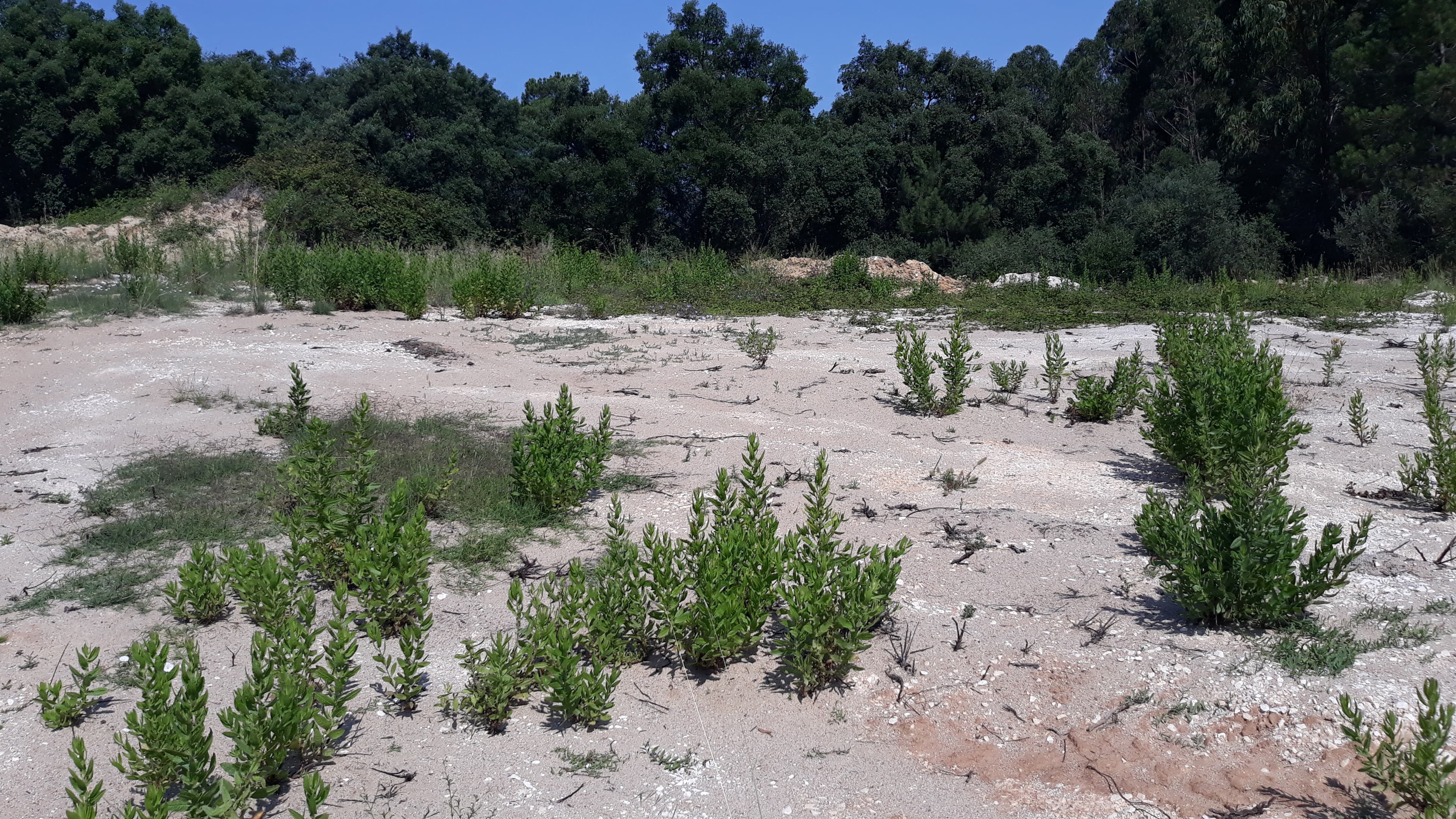 Terreno · Santarém — imagem 4