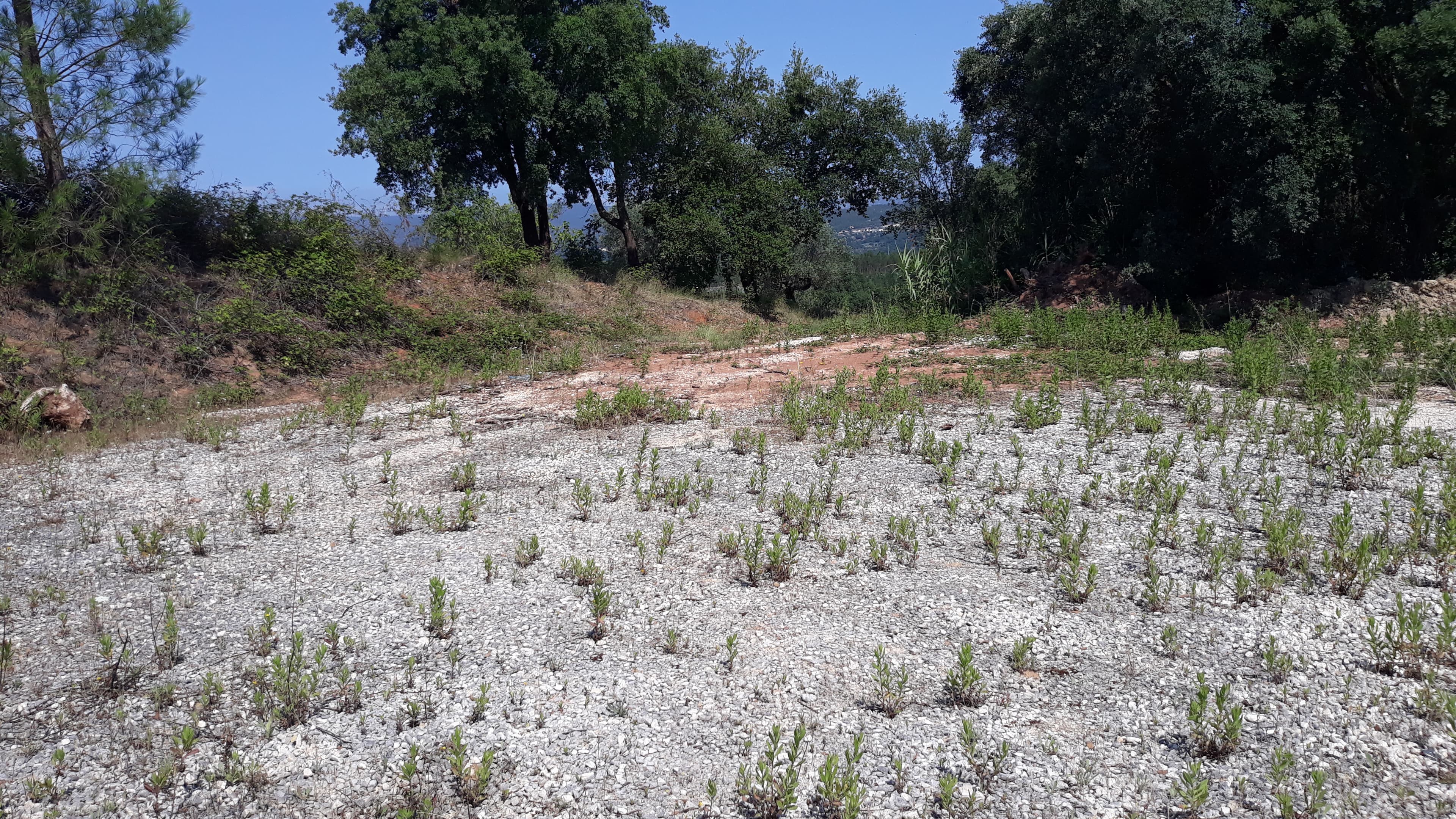 Terreno · Santarém — imagem 6