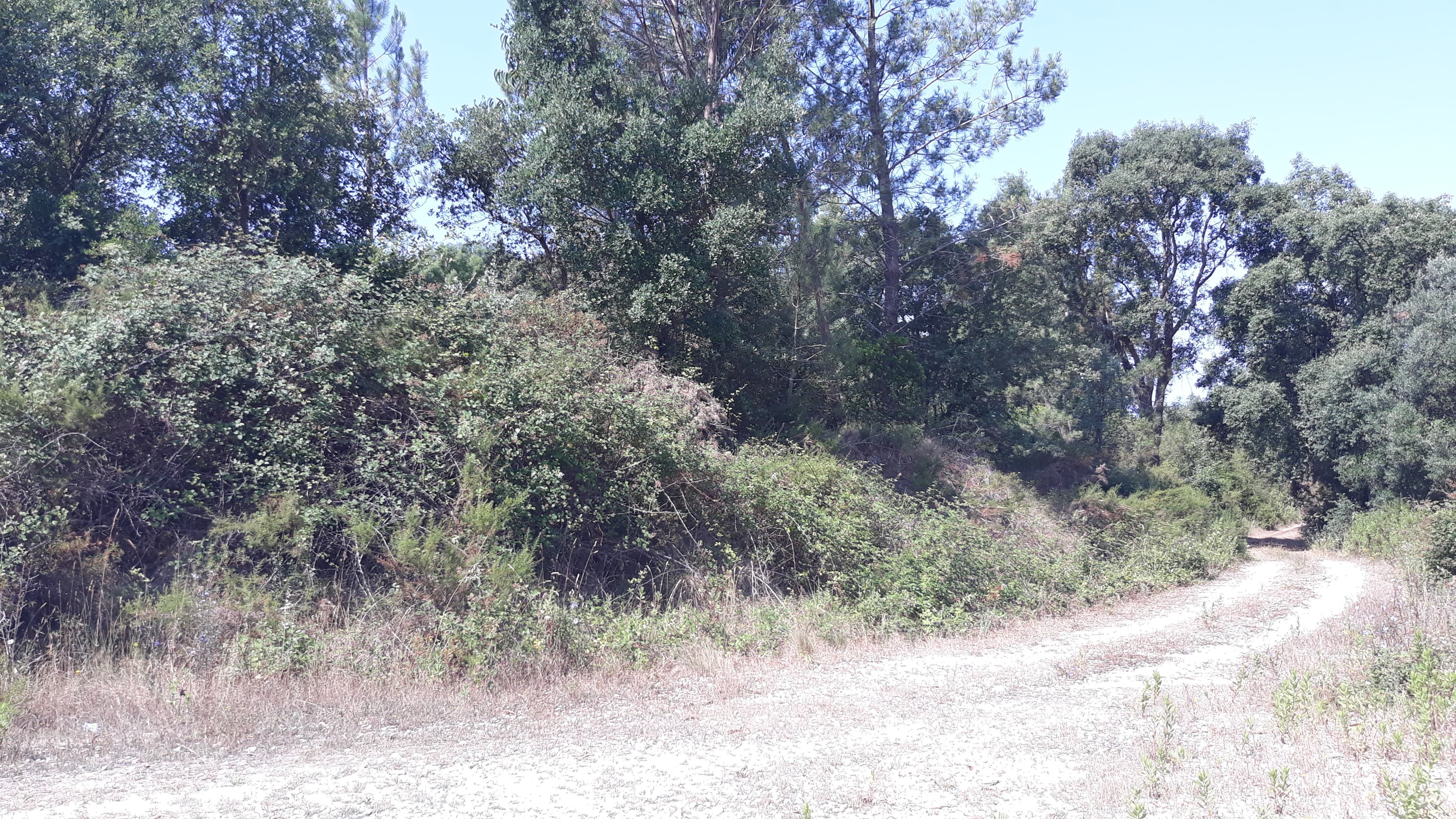 Terreno · Santarém — imagem 3