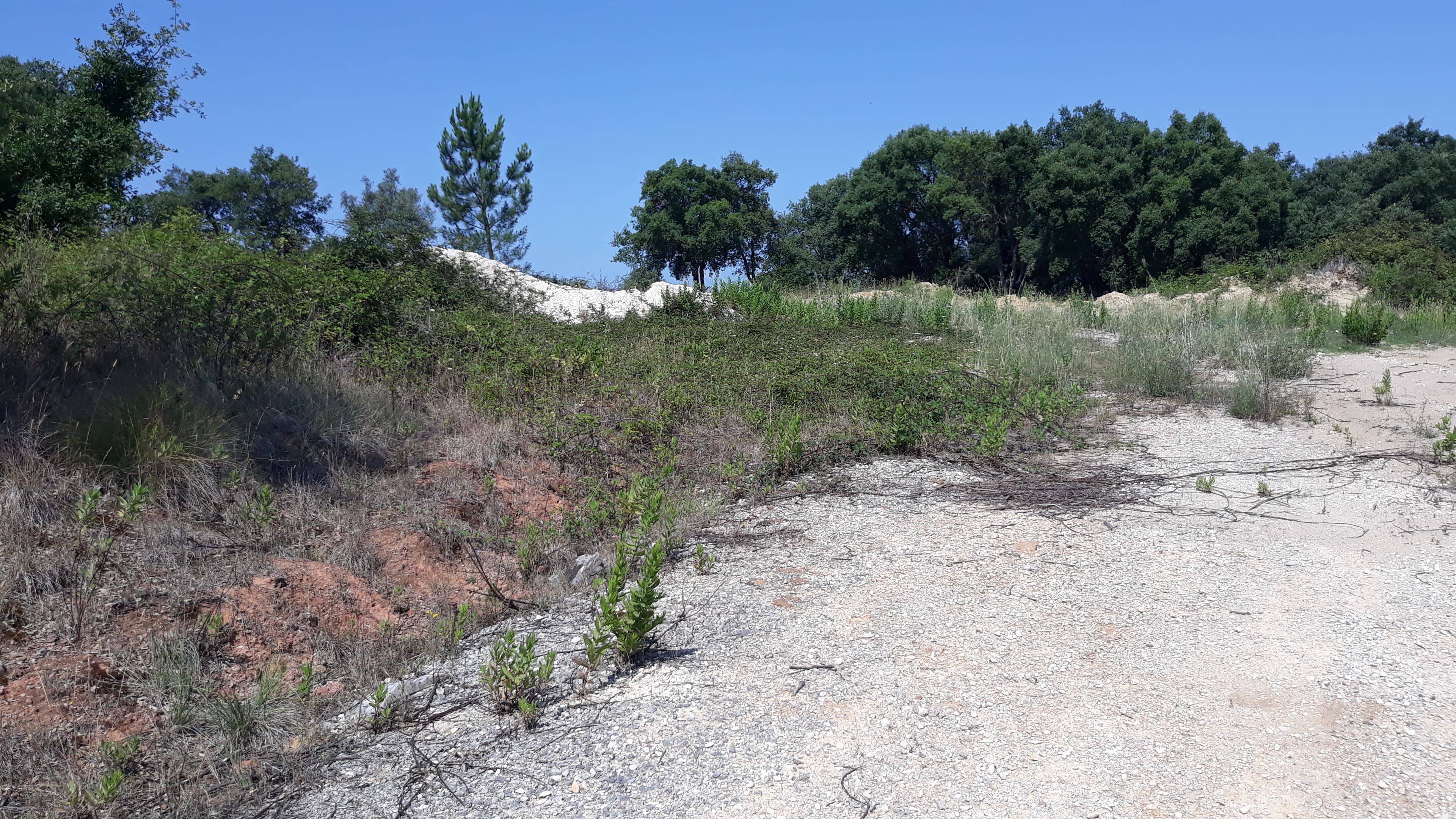 Terreno · Santarém — imagem 5