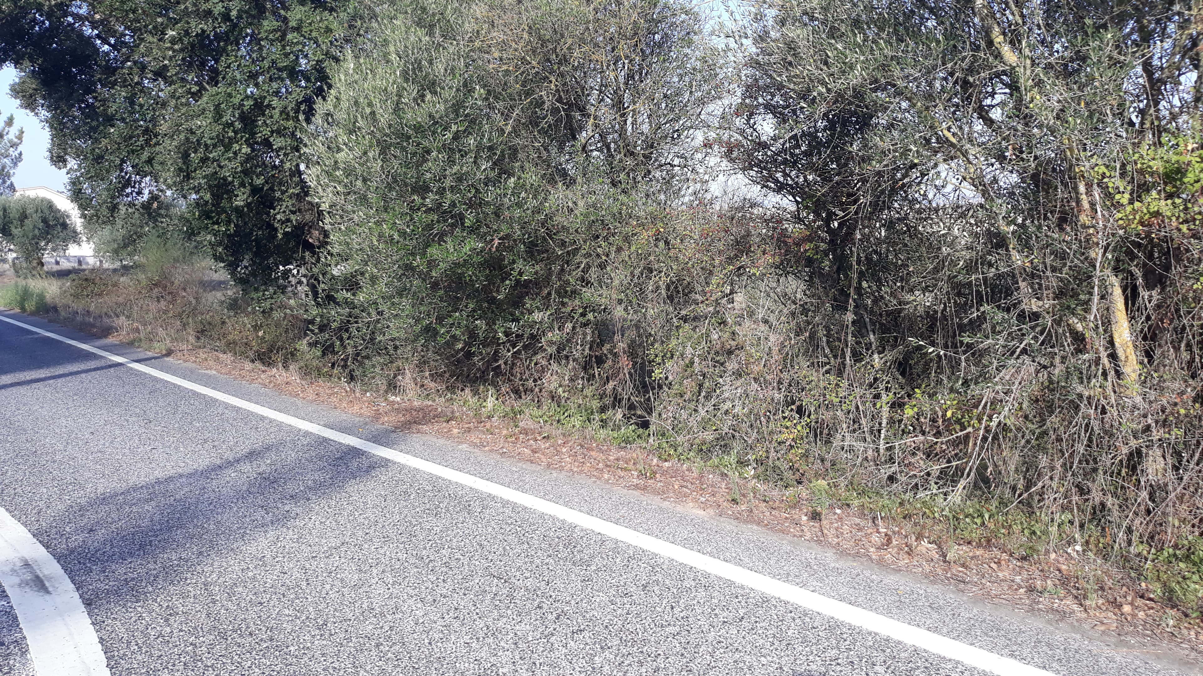 Terreno · Tomar — imagem 5