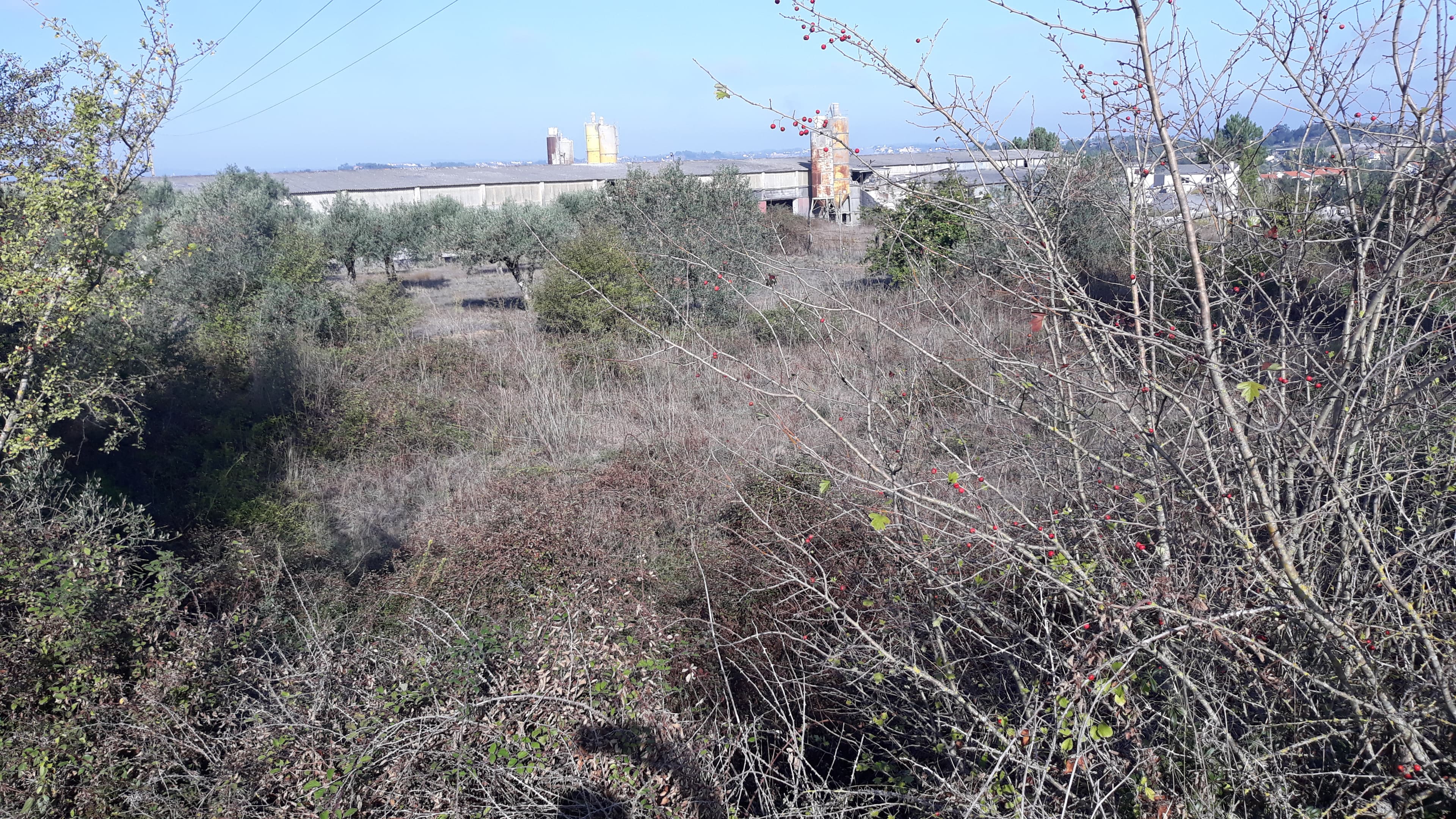 Terreno · Tomar
