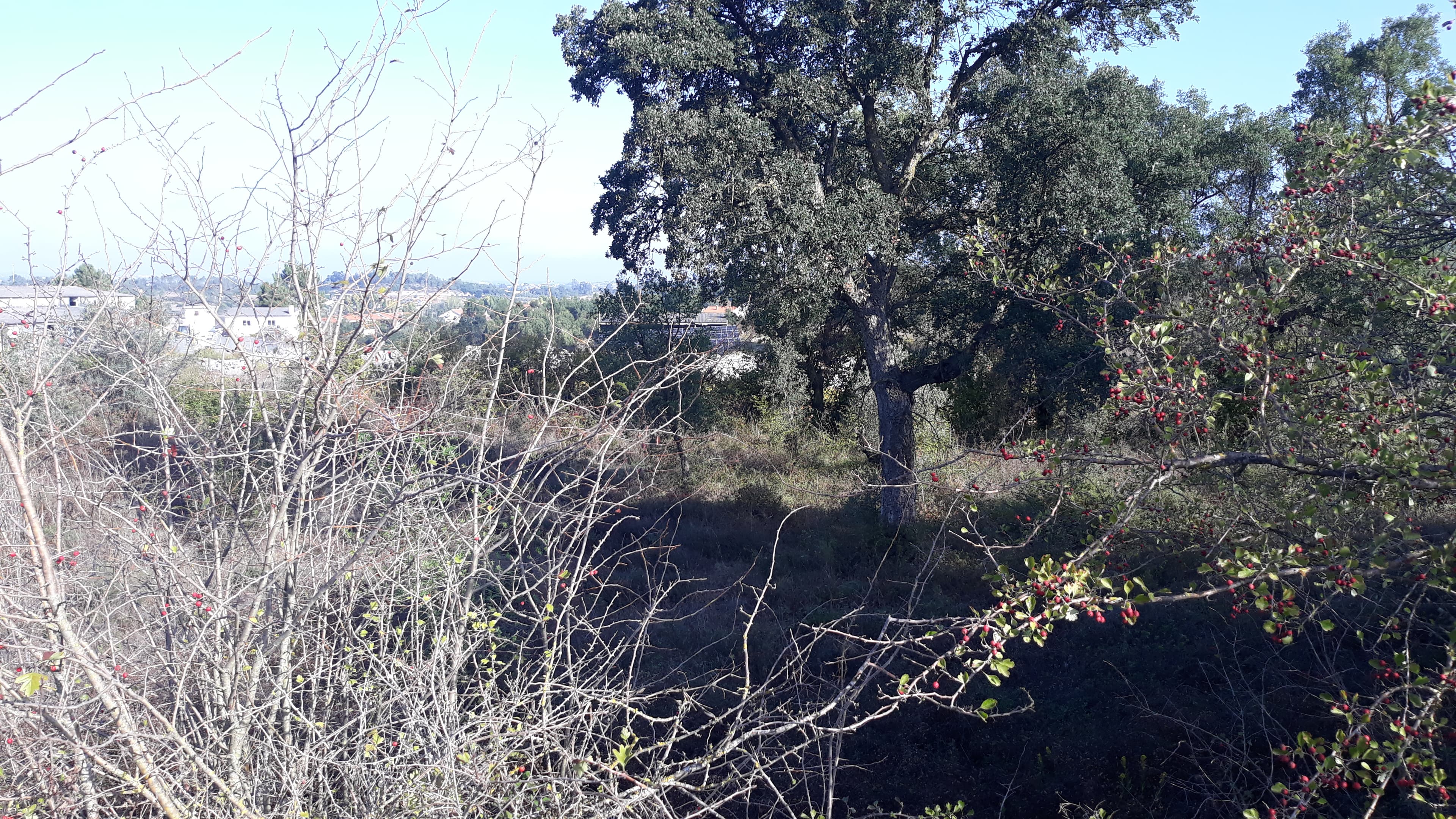 Terreno · Tomar — imagem 2