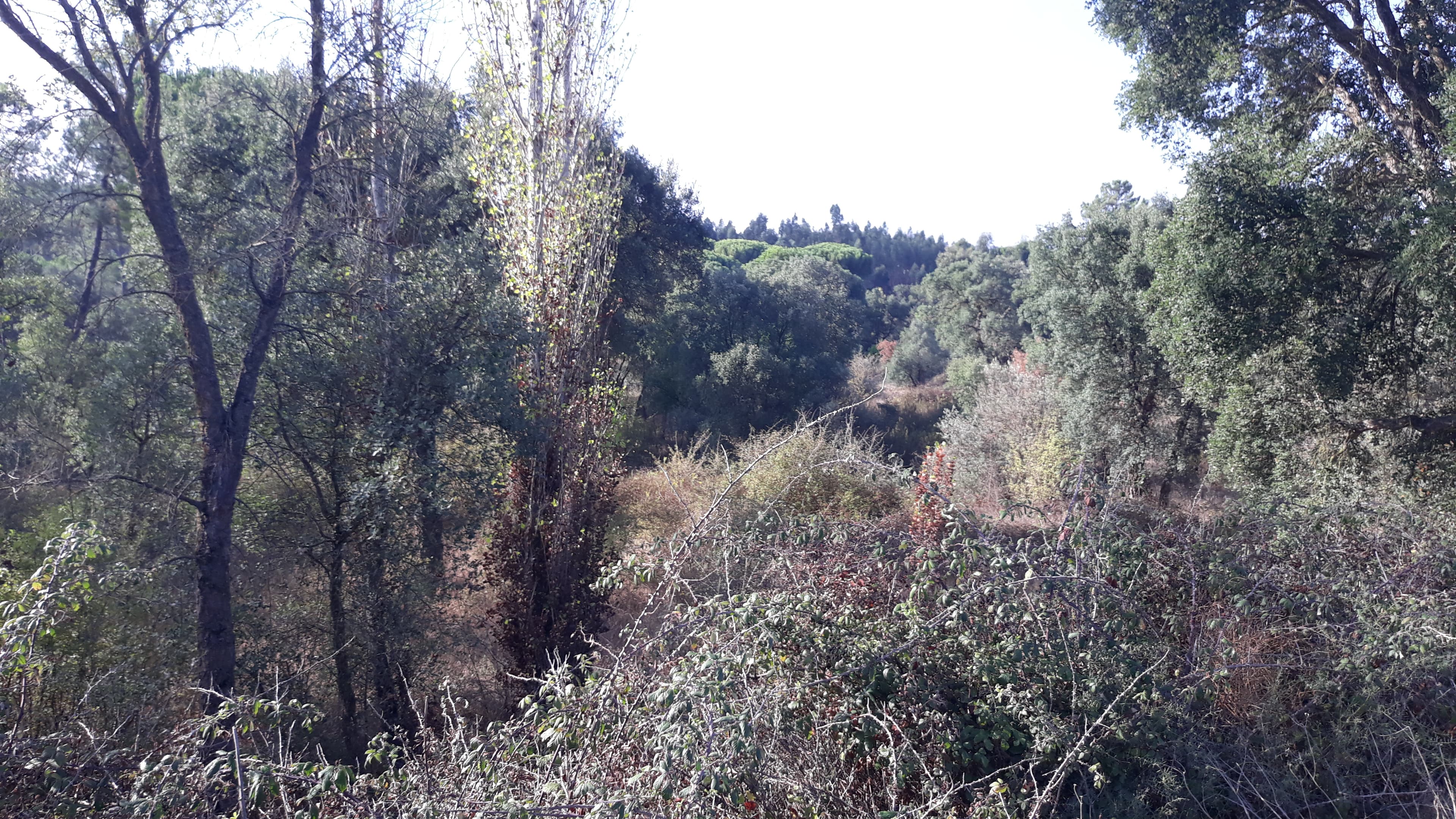 Terreno · Tomar — imagem 2