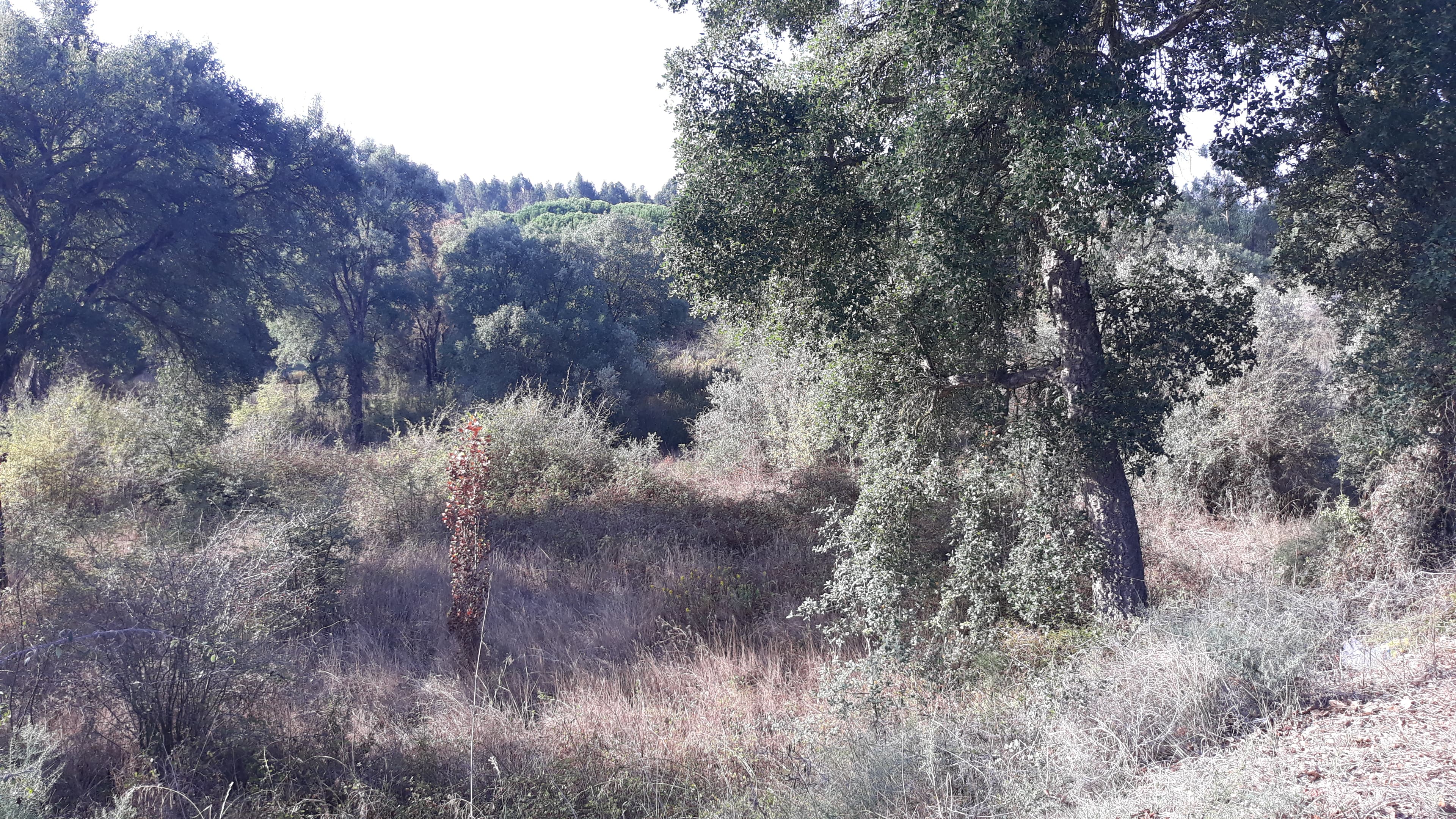 Terreno · Tomar