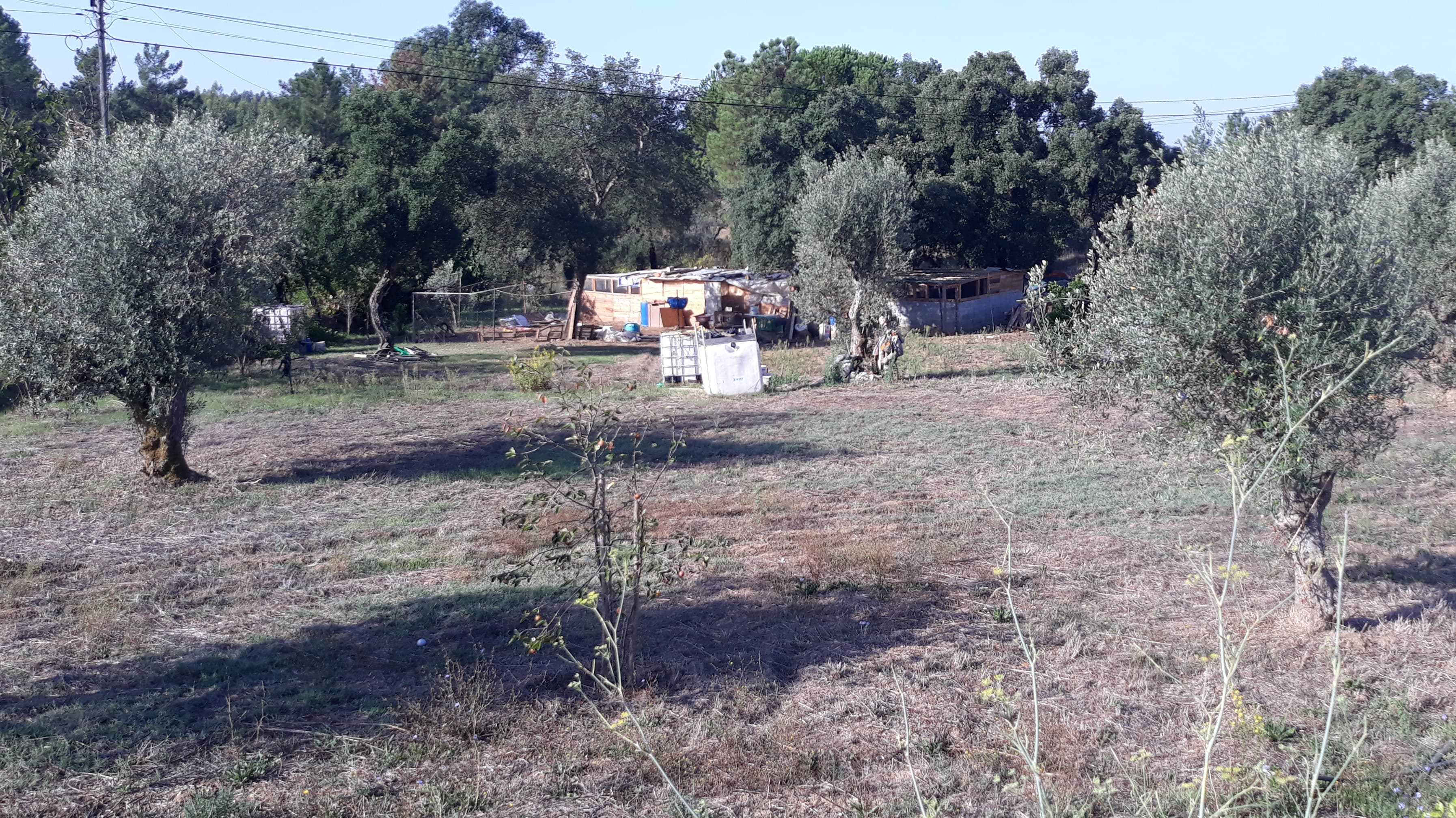 Terreno · Tomar — imagen 2