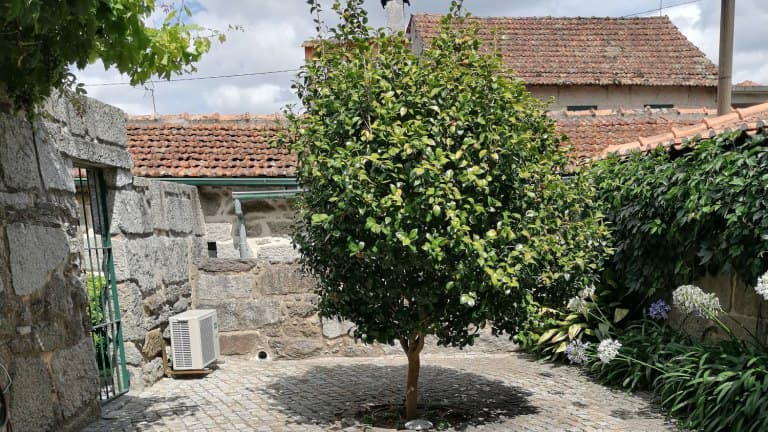 Moradia V2 · Nelas, Viseu — image 3