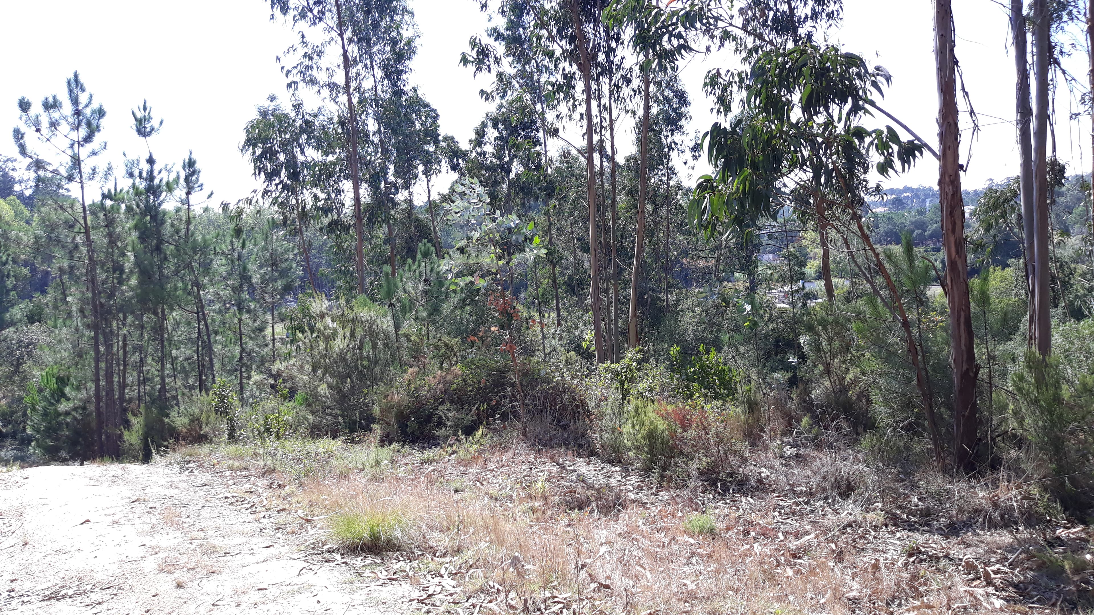 Terreno · Marinha Grande — imagen 4