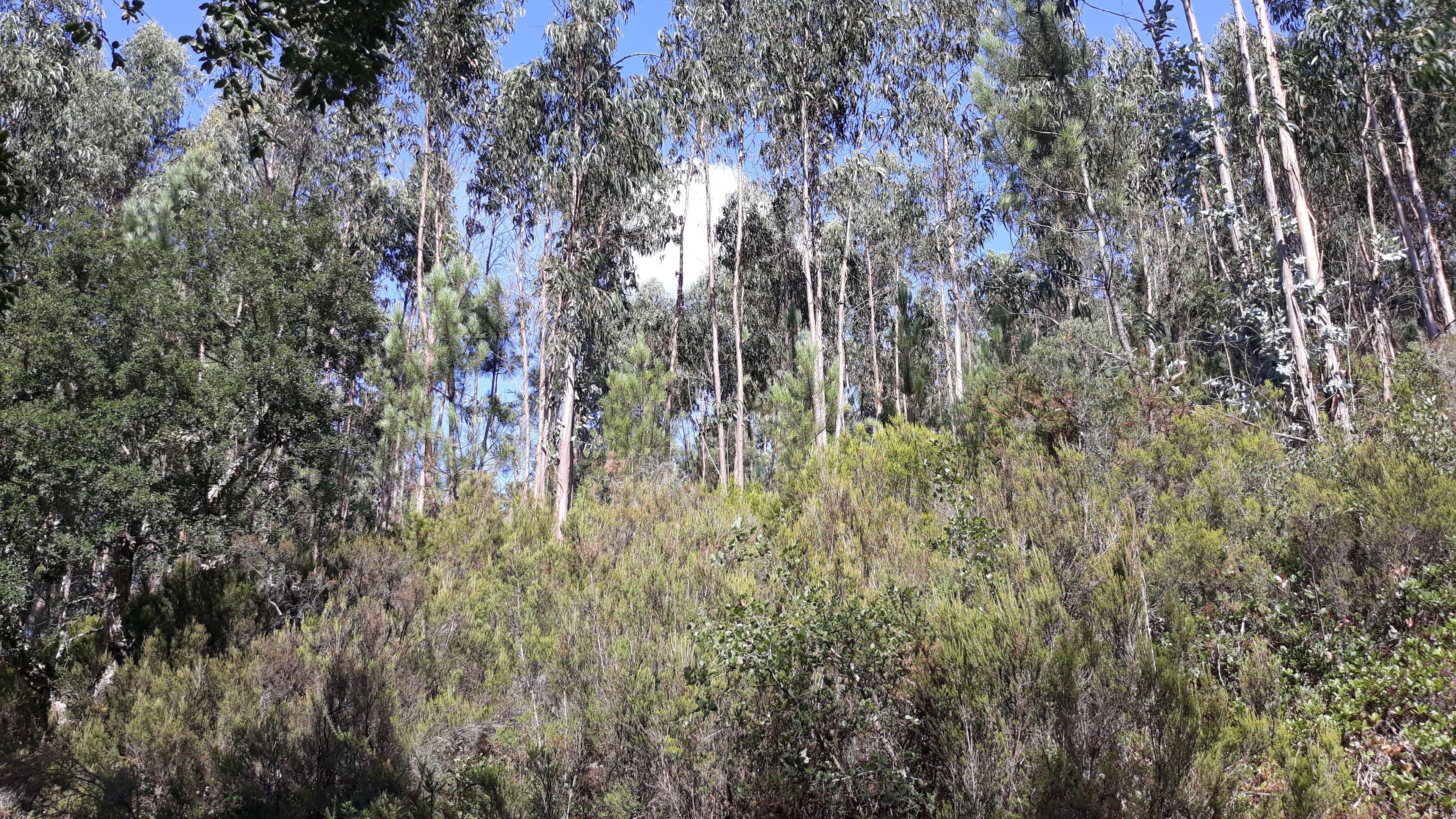Terreno · Marinha Grande — imagen 3