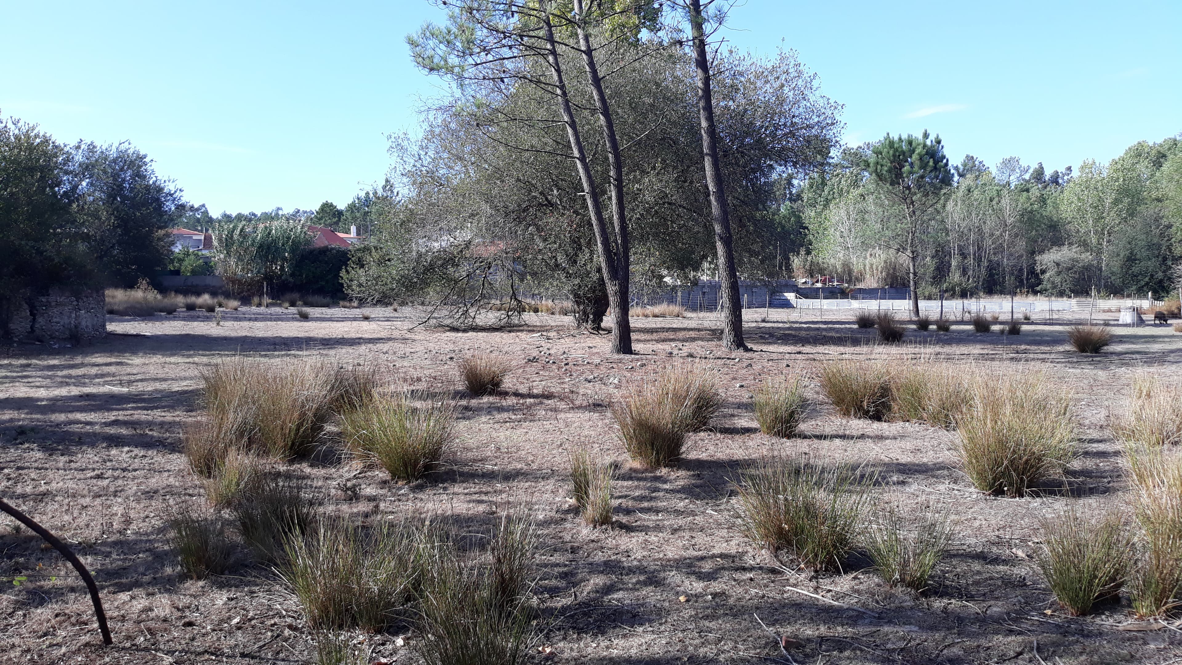Terreno · Marinha Grande — imagen 2