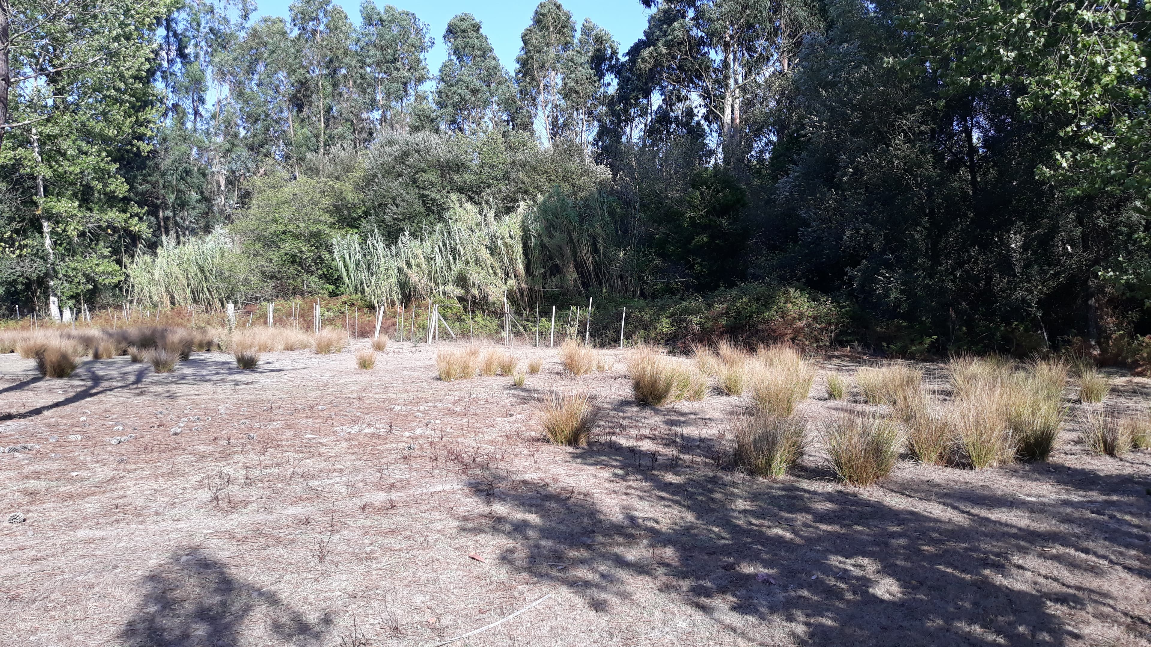 Terreno · Marinha Grande — imagen 4