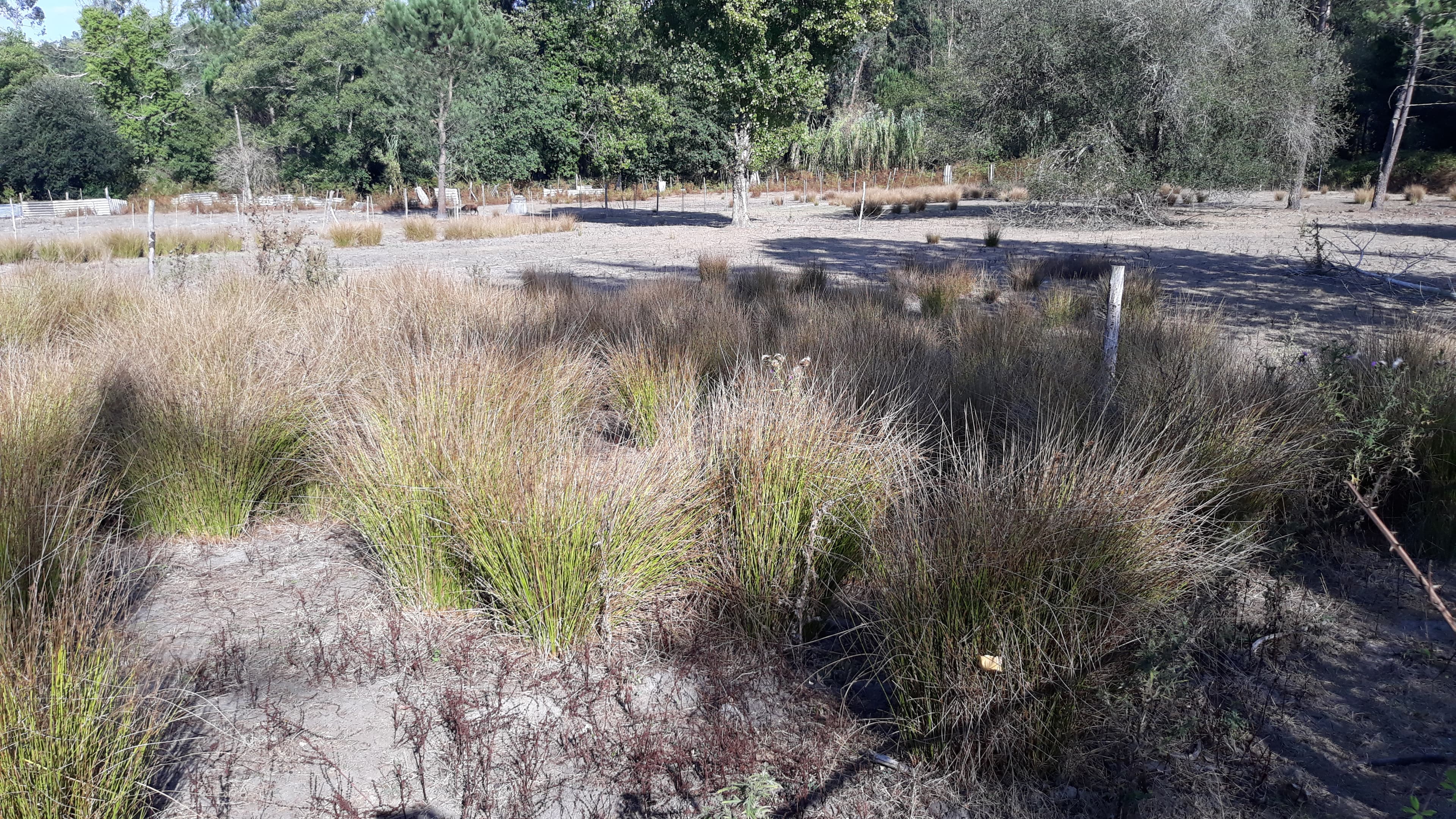 Terreno · Marinha Grande — imagen 5