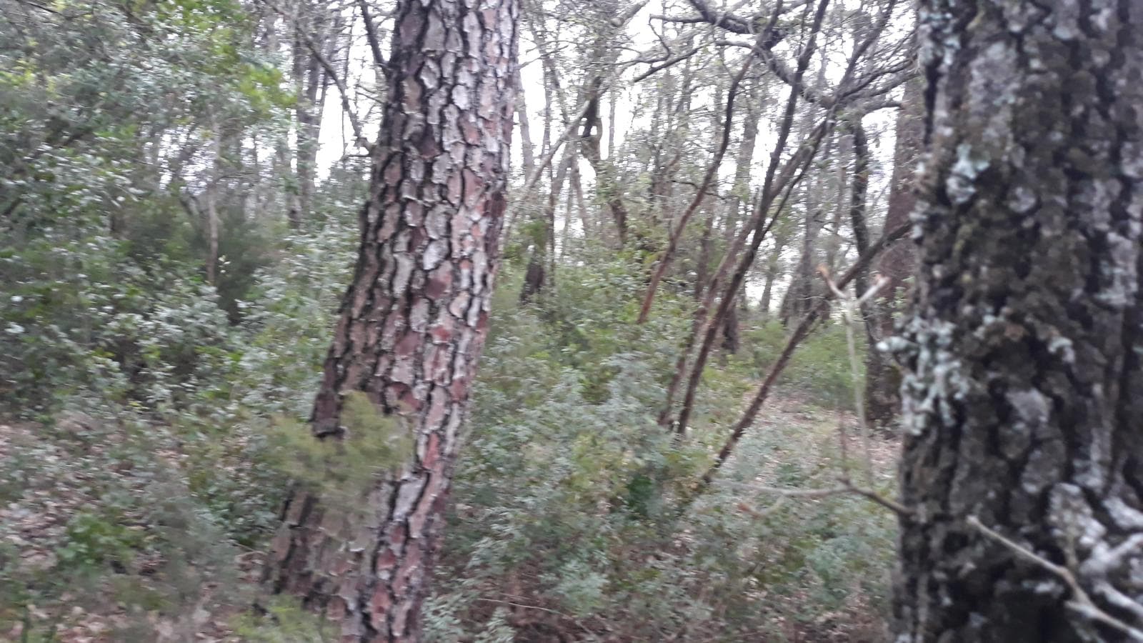 Terreno · Leiria — imagem 3