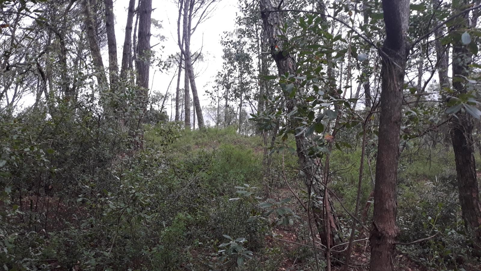 Terreno · Leiria — imagem 2