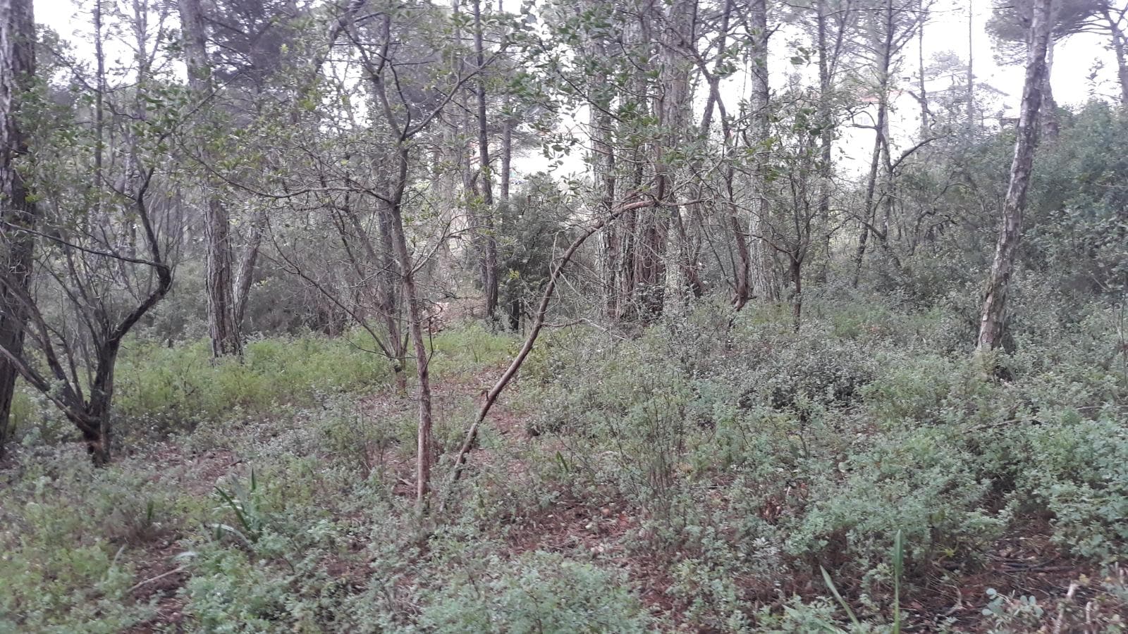 Terreno · Leiria — imagem 4