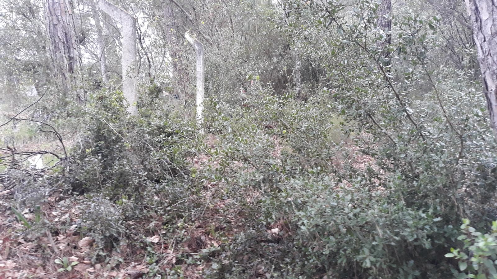 Terreno · Leiria — imagem 5