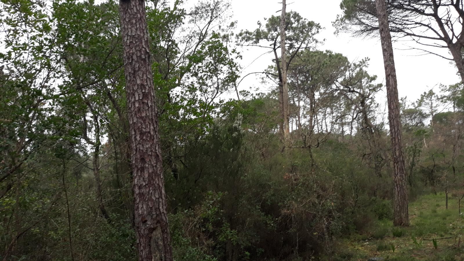 Terreno · Leiria — image 8