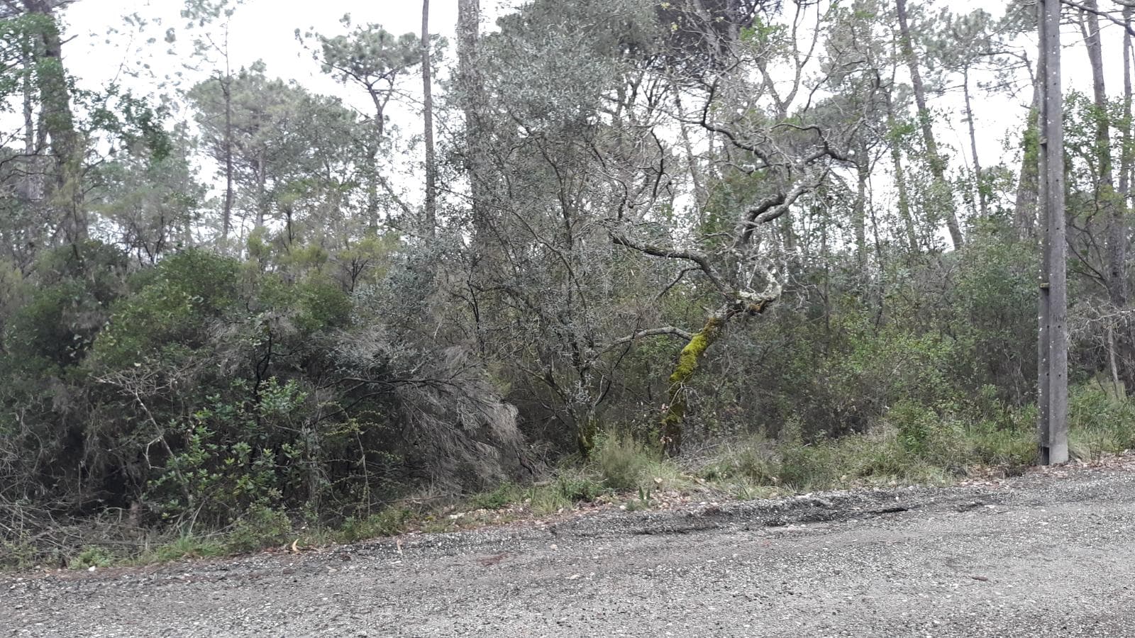 Terreno · Leiria — image 1