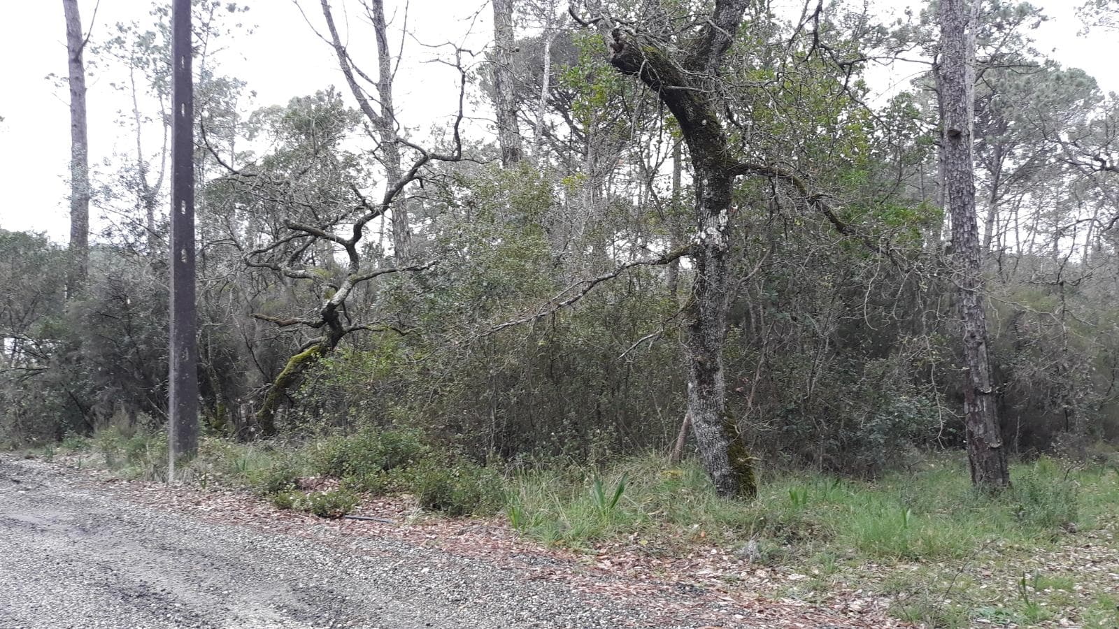 Terreno · Leiria — image 2