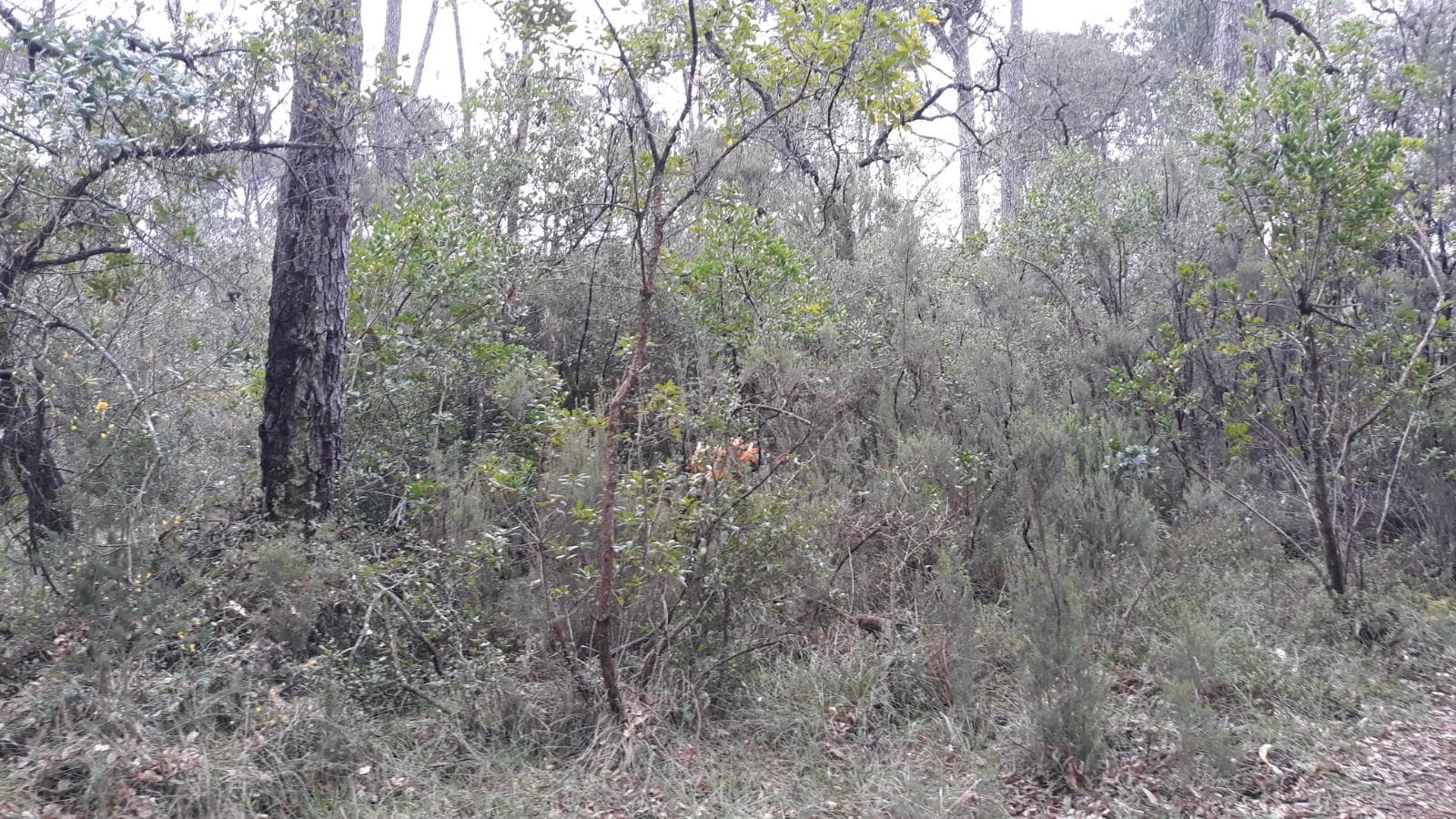 Terreno · Leiria — image 4