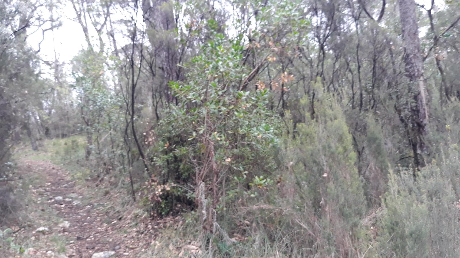 Terreno · Leiria — image 3