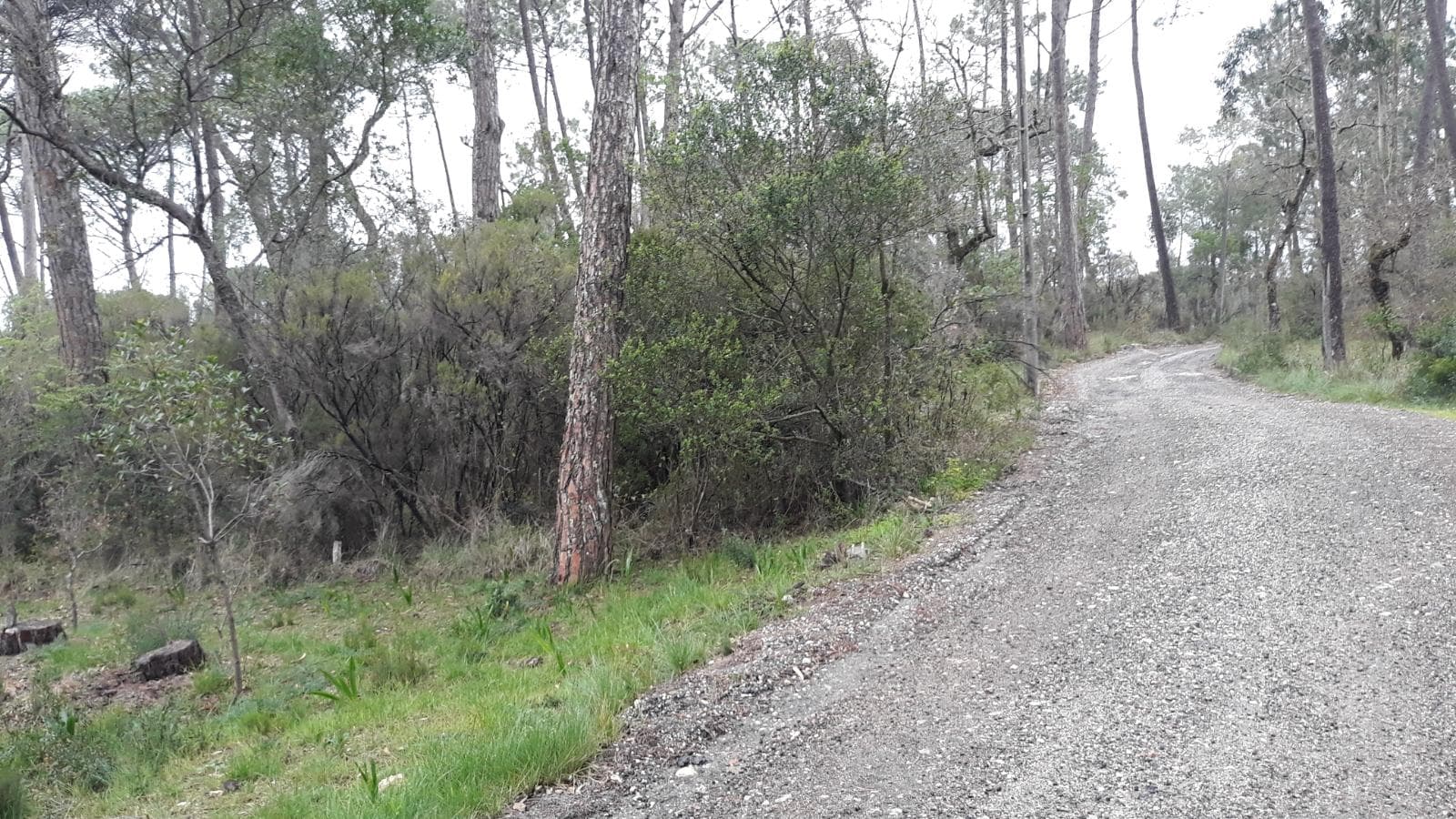 Terreno · Leiria — image 5
