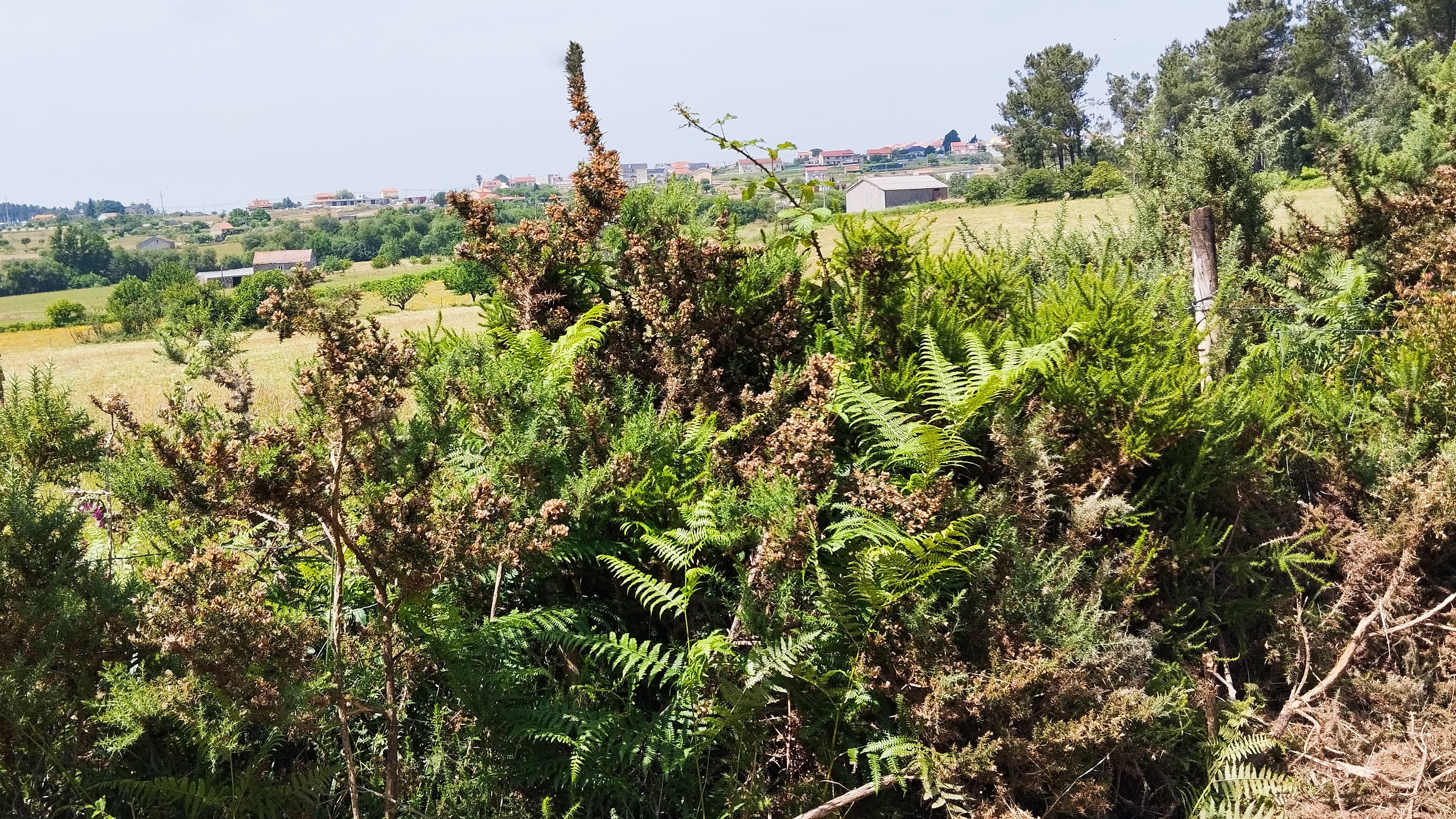 Terreno · Seia — imagen 4