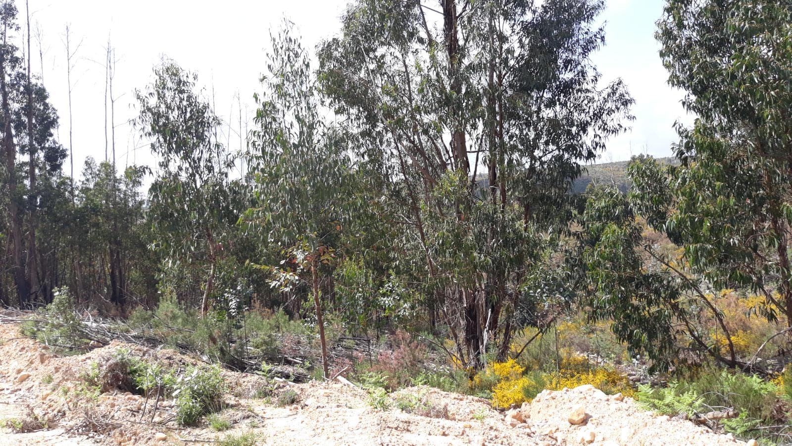 Imóveis · Mação, Santarém — image 35