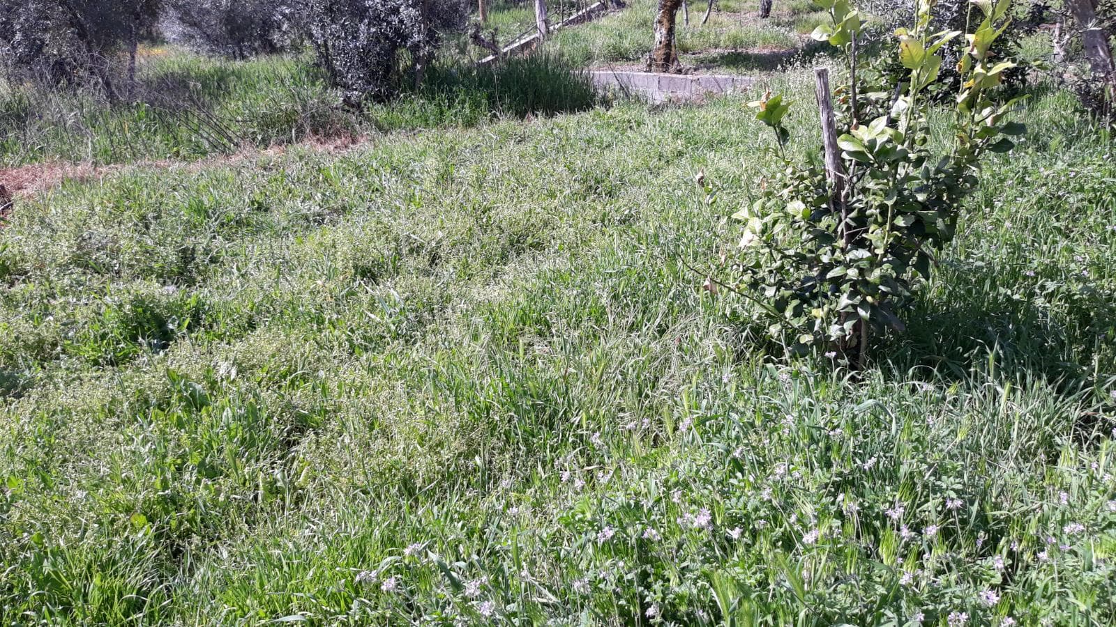 Imóveis · Mação, Santarém — image 14