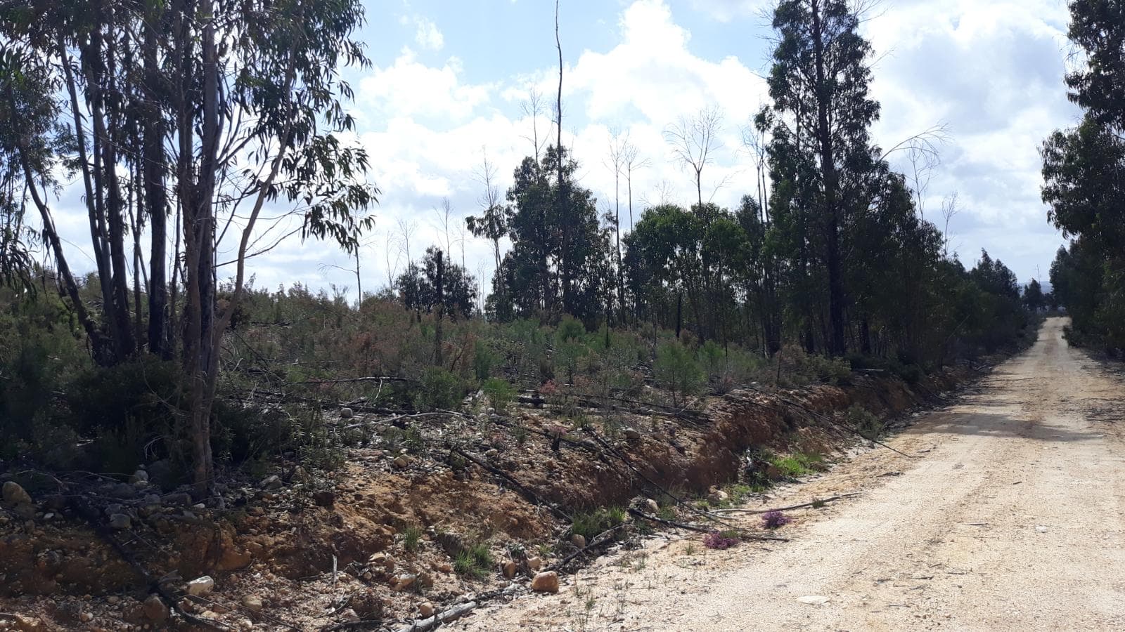 Imóveis · Mação, Santarém — image 31