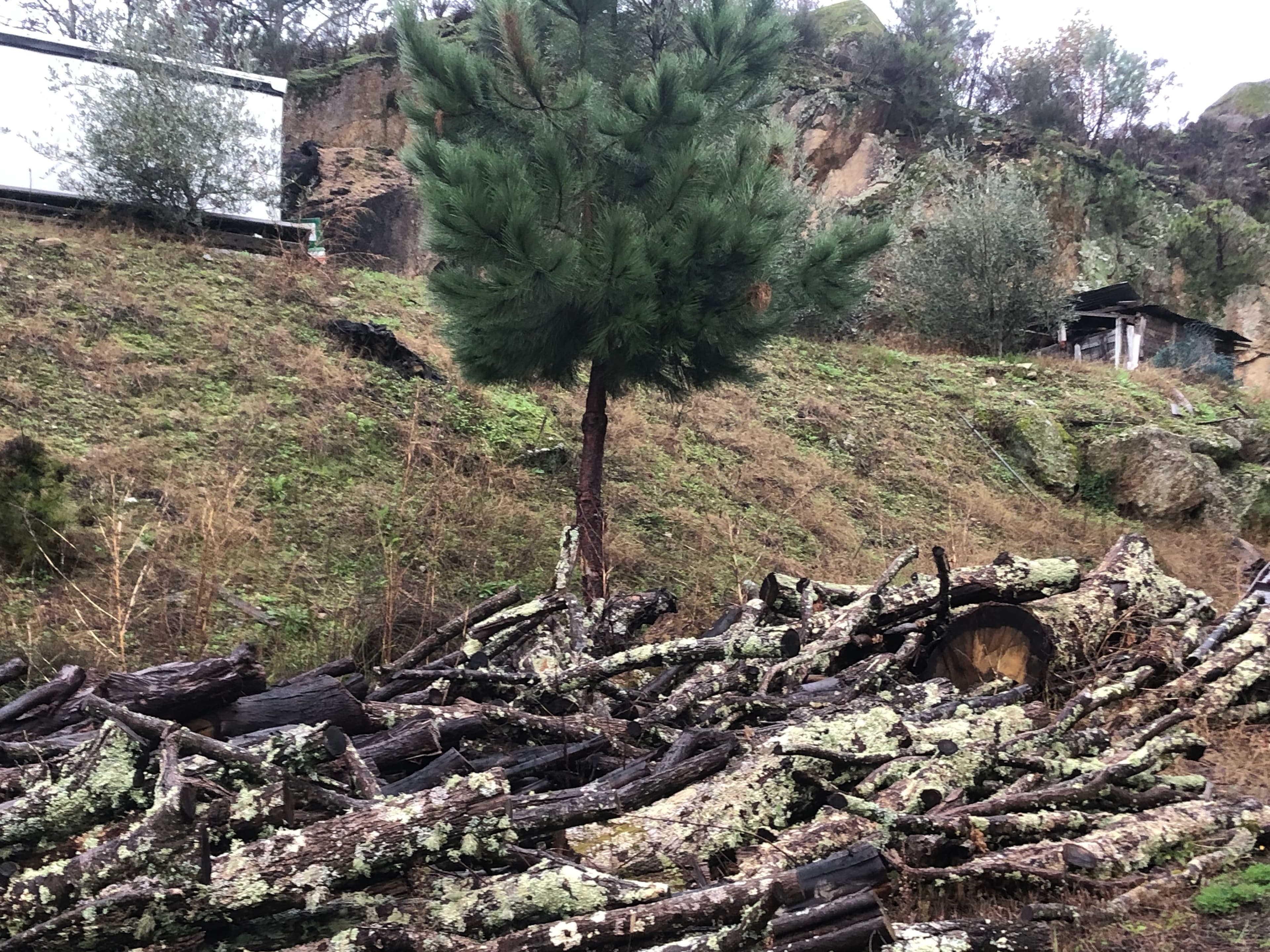 Terreno · Resende, Viseu — imagem 5