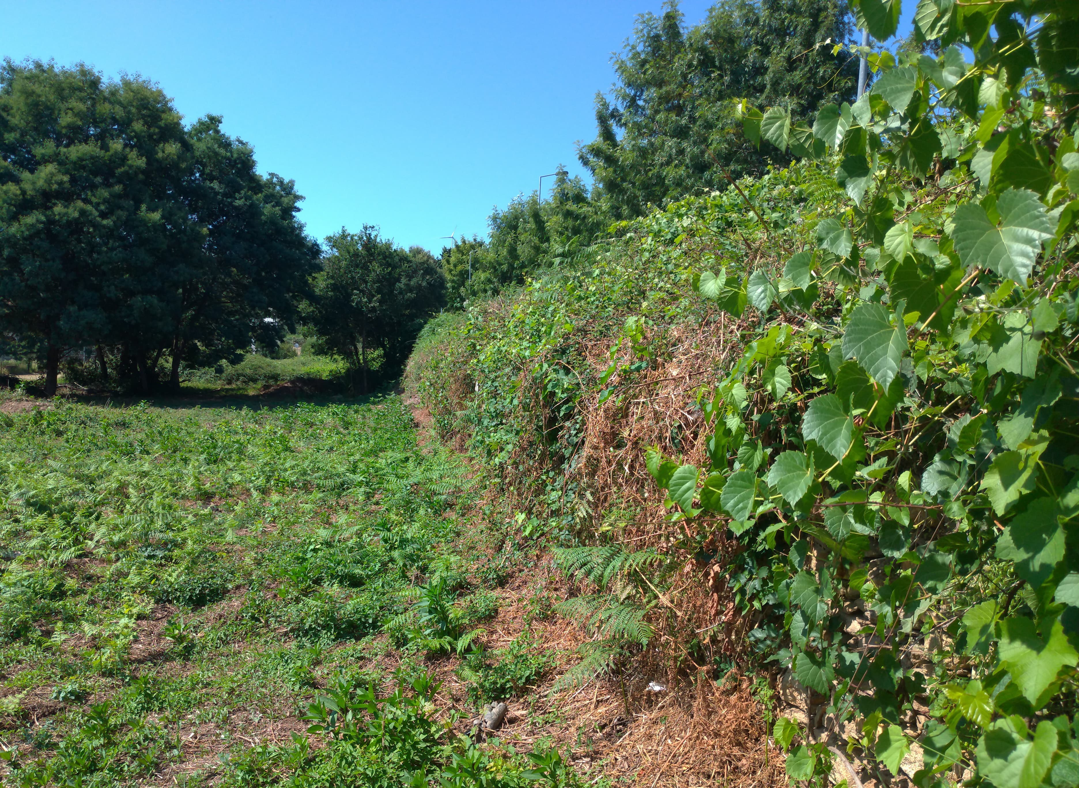 Lote para Construção · Venade, Caminha — imagen 2