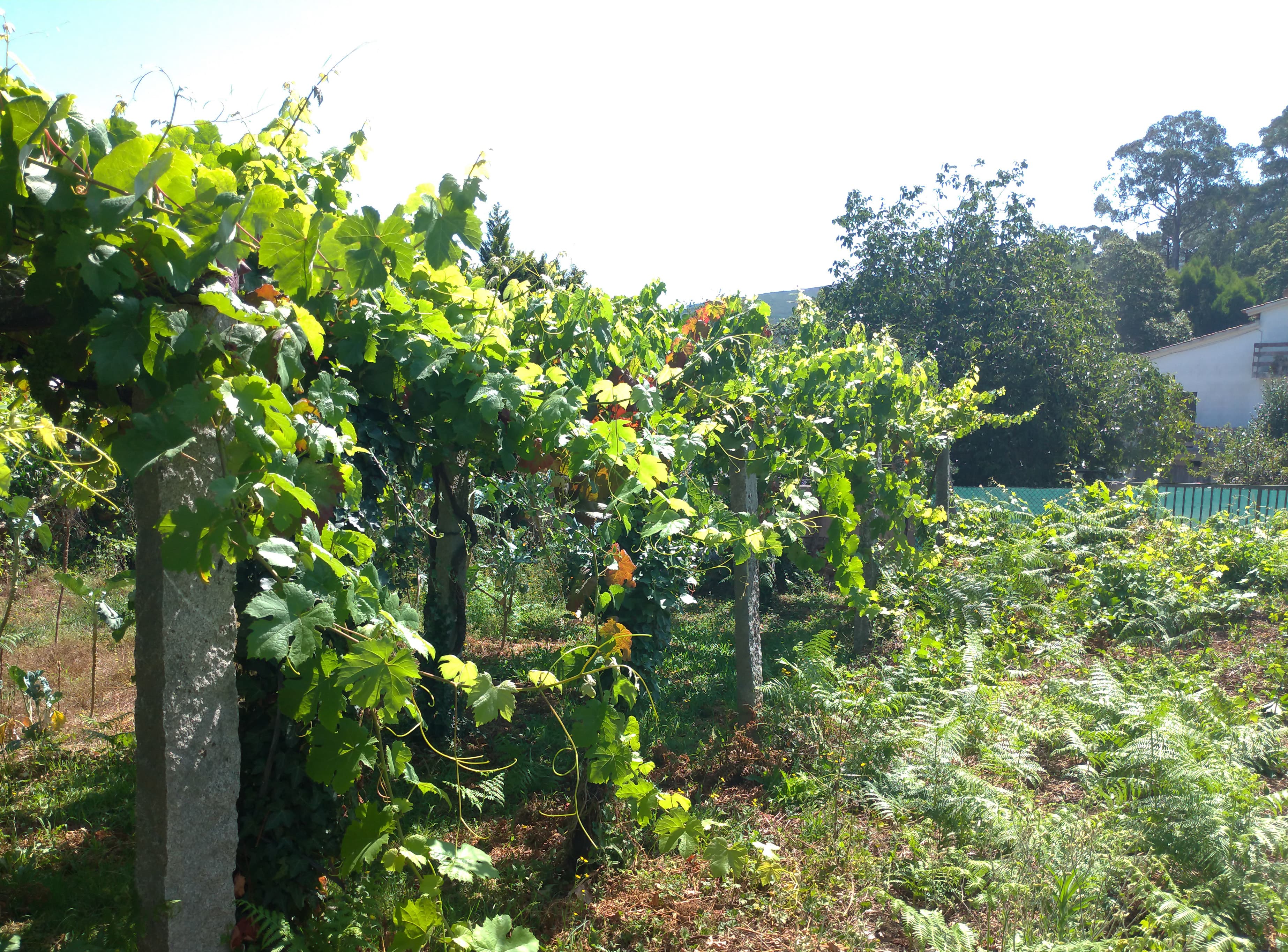 Lote para Construção · Venade, Caminha — imagen 7