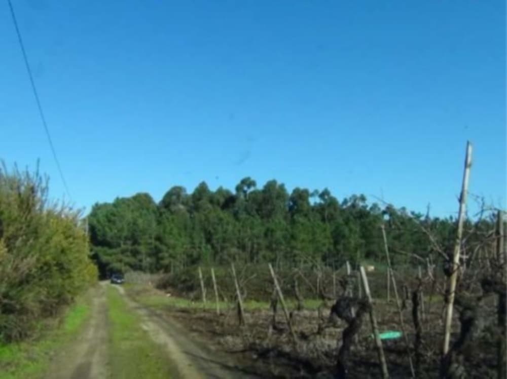 Terreno · Anadia — imagen 2