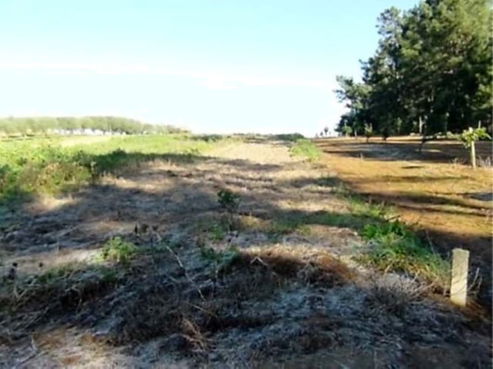 Terreno · Anadia — imagem 2