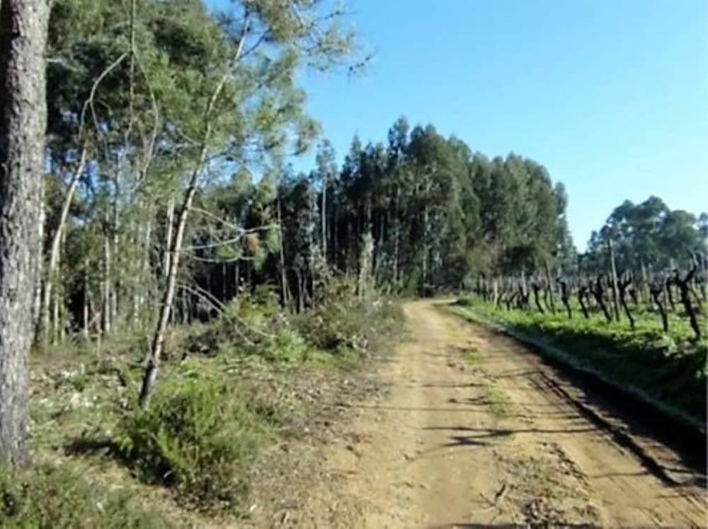 Terrain · Anadia — image 2