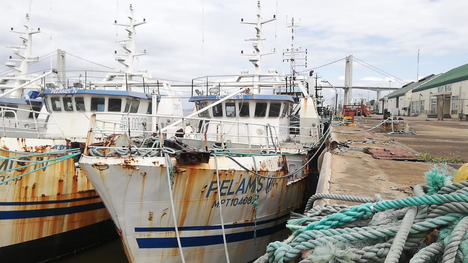 Três Atuneiros | Three Longliners - ALBACARES VI + PELAMIS I + PELAMIS VI — image 16