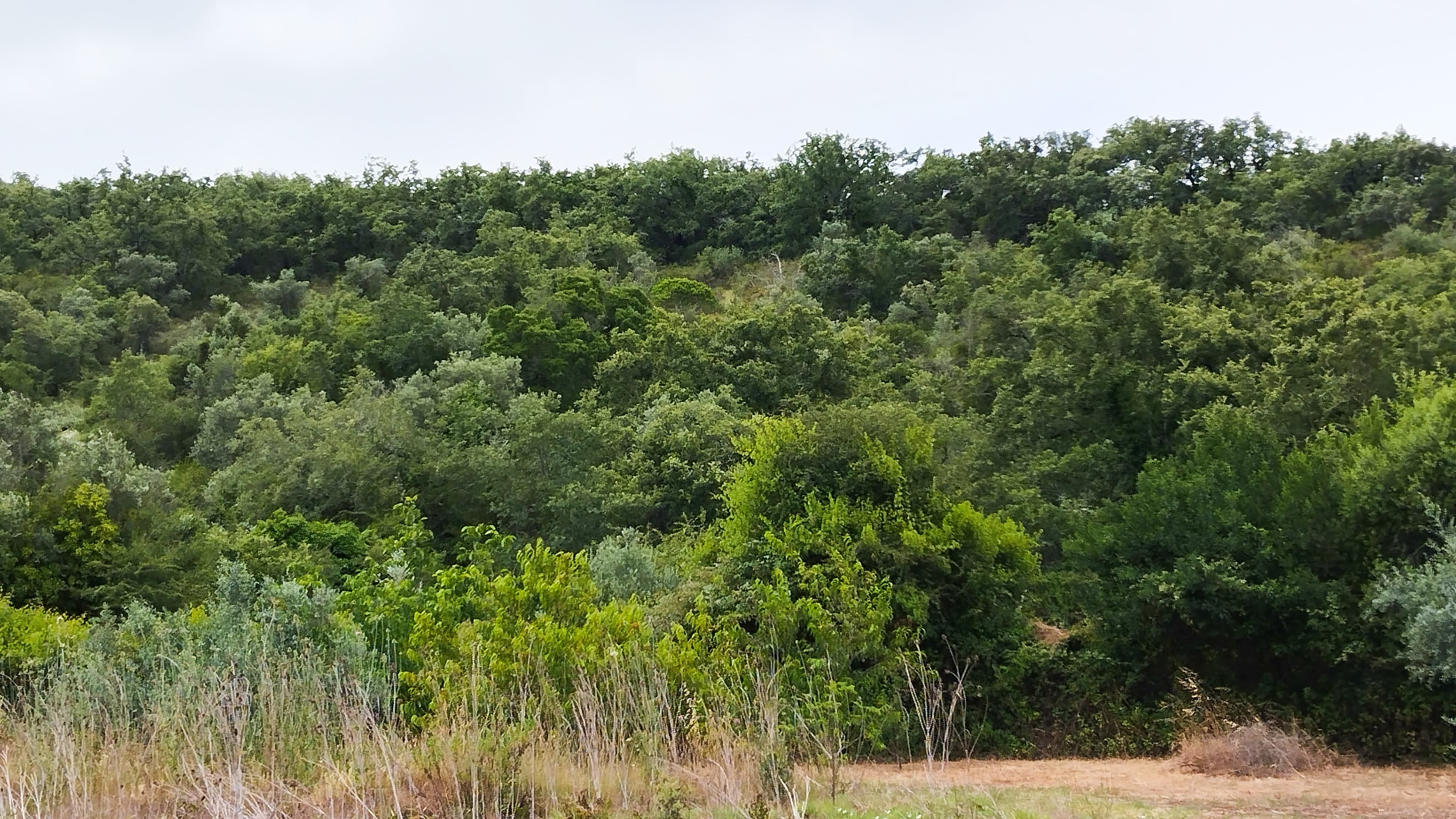 Terreno · Ferreira do Zêzere, Santarém — image 5